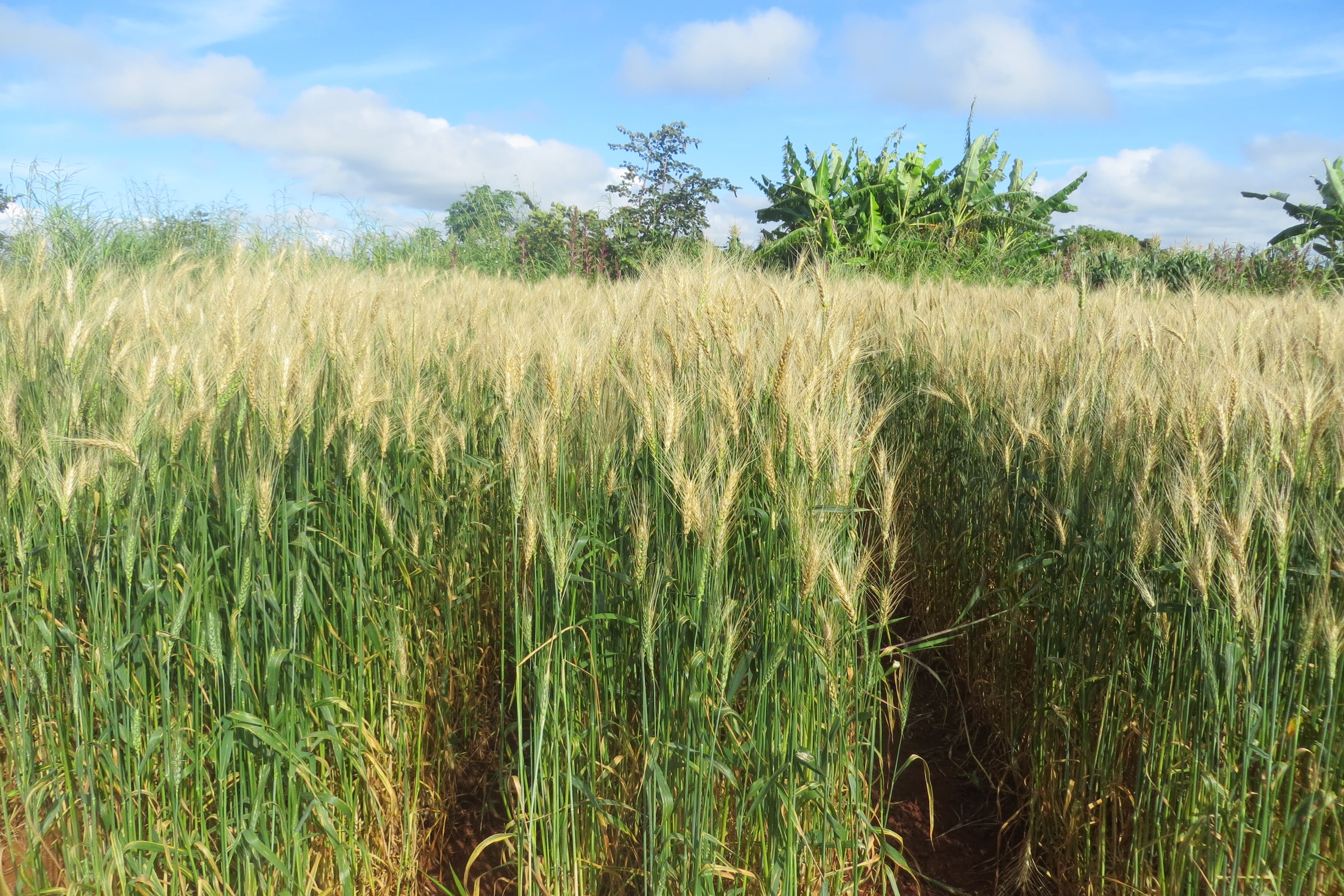 A rice field in Zambia showing symptoms of wheat blast during the outbreak of March 2018 (Batiseba Tembo, Zambia Agriculture Research Institute/PA)