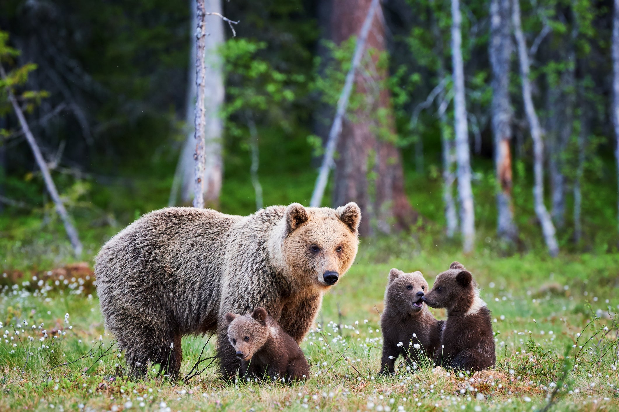 A female brown bear and her cubs pictured in Finland