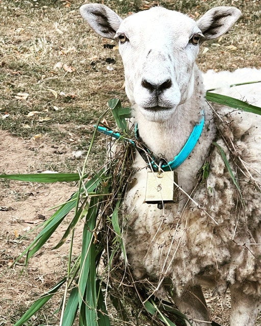 Landlord Sam Cator claimed Lady Ramshaw breached the terms of her tenancy by moving in with over 50 animals, including three Great Danes, two horses, 12 sheep, two pigs, a goat, ducks and hens