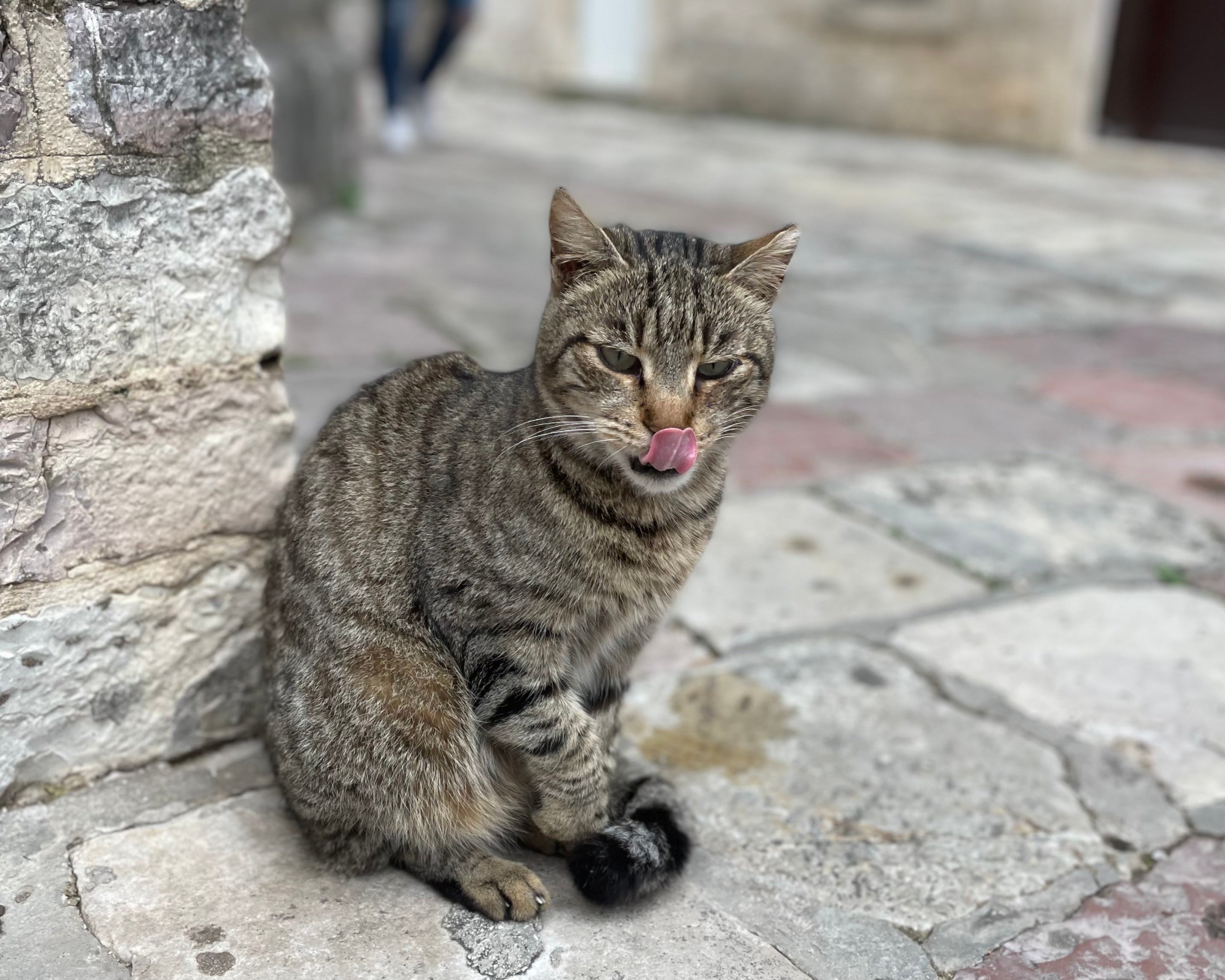 Feline fine: Cats are invited into homes during the colder months