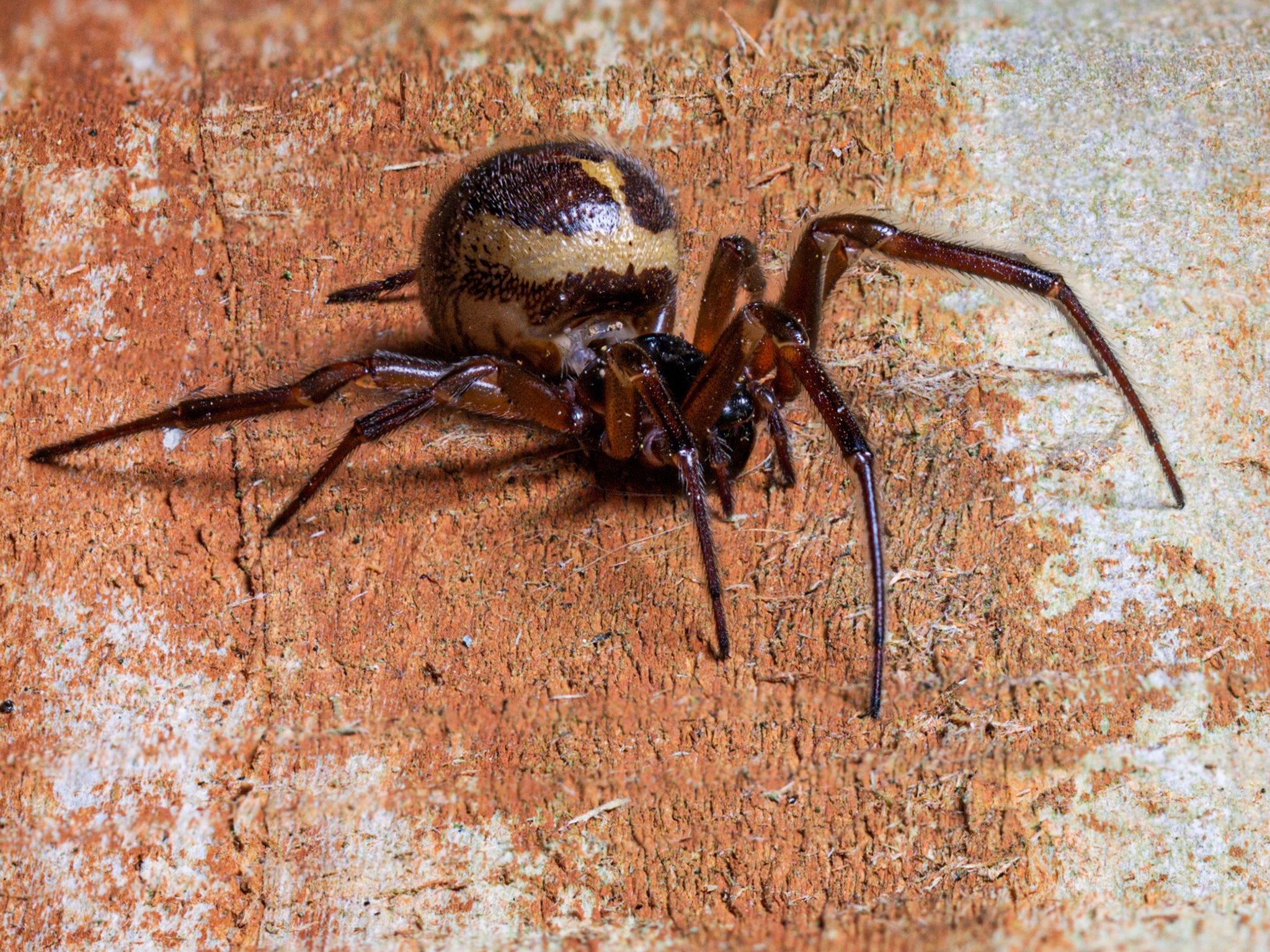 False widow, Steatoda nobilis, spider, resting on wooden slats