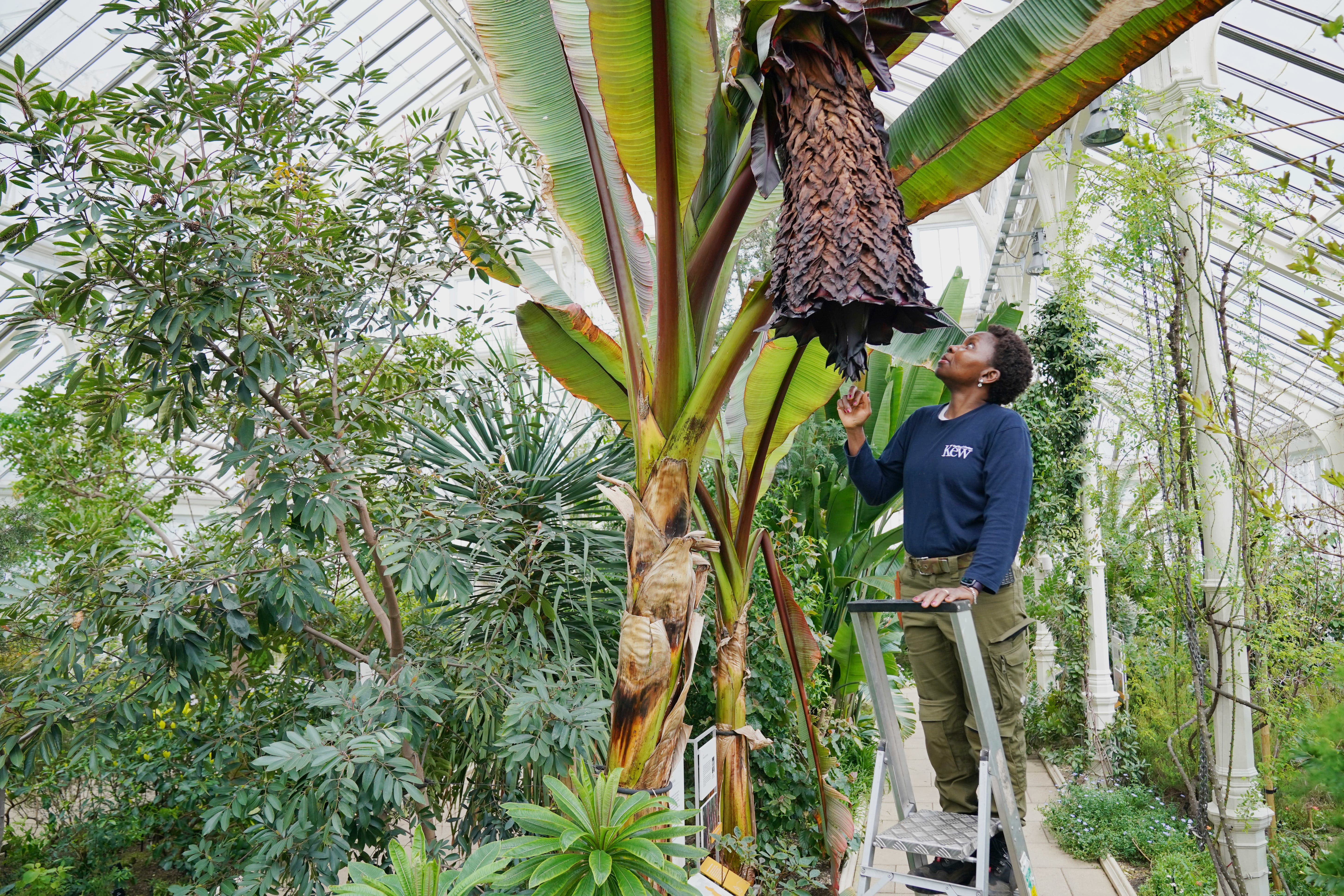 Enset, Ethiopia’s remarkable ‘tree against hunger’ (Jonathan Brady/PA)