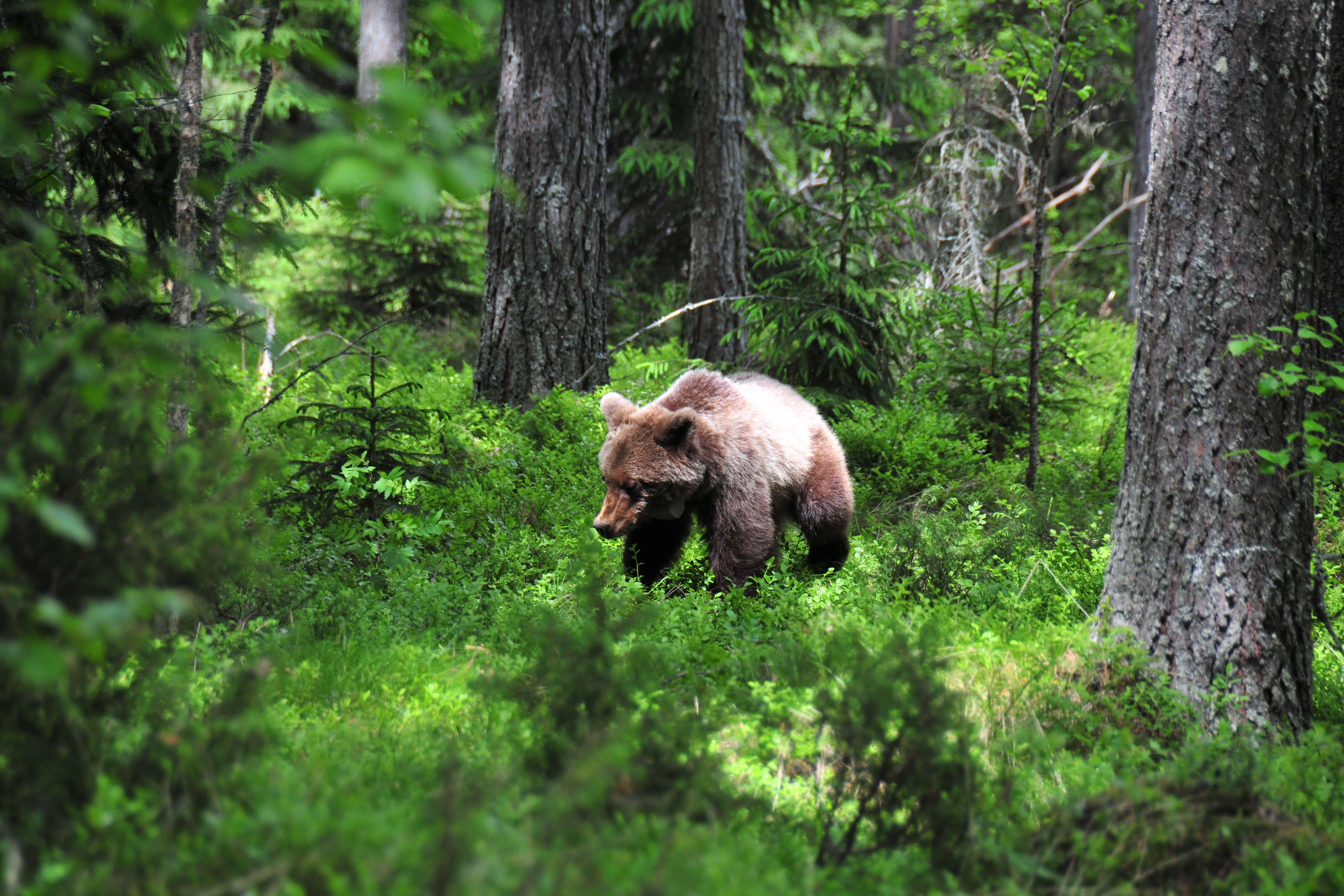 Scientist poked hibernating bears in a bid to discover secrets of blood clots (Tobias Petzold/Ludwig-Maximilians University Munich/PA)