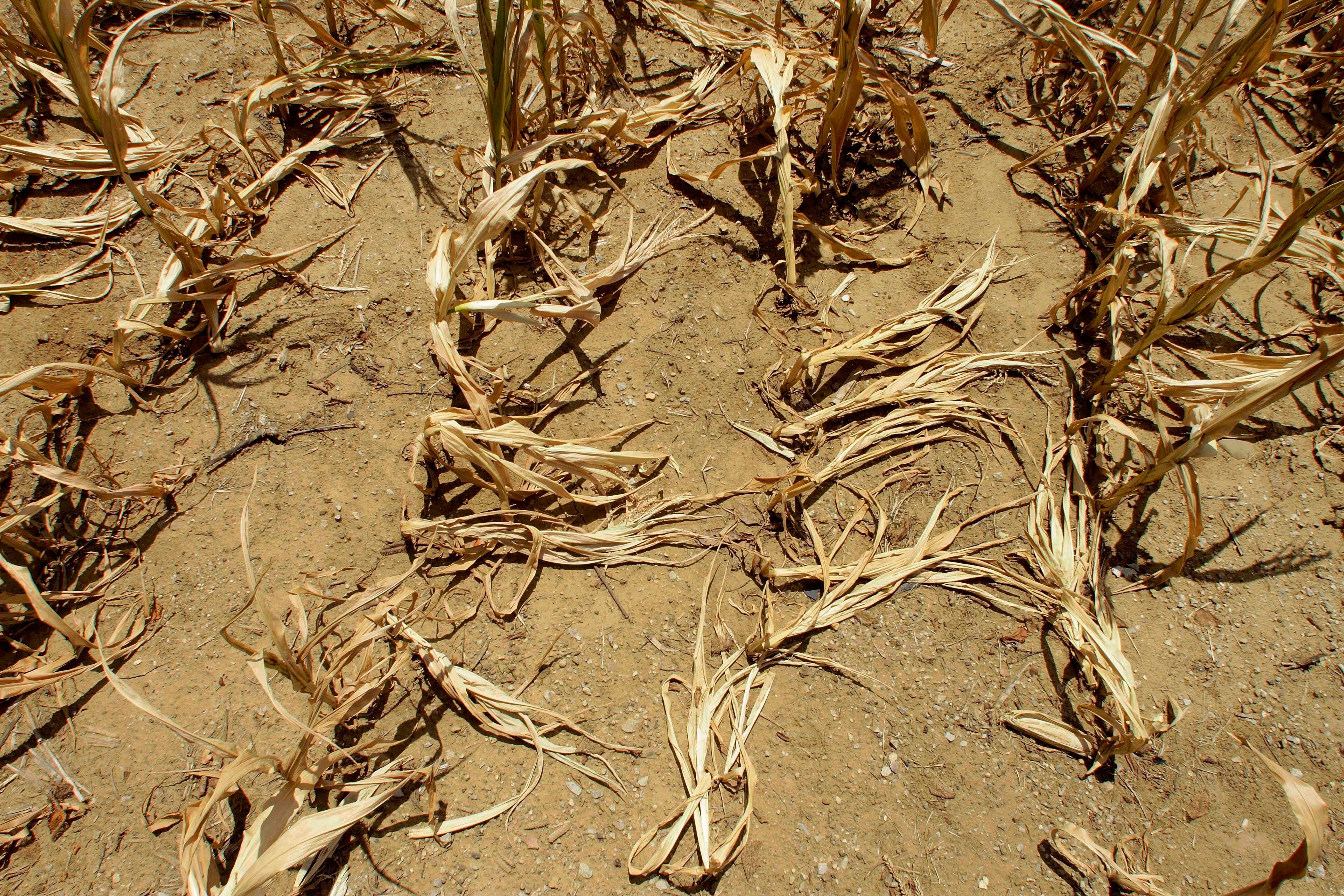 Climate Sudden Drought