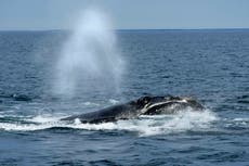 Landmark law saved whales through marine industries change