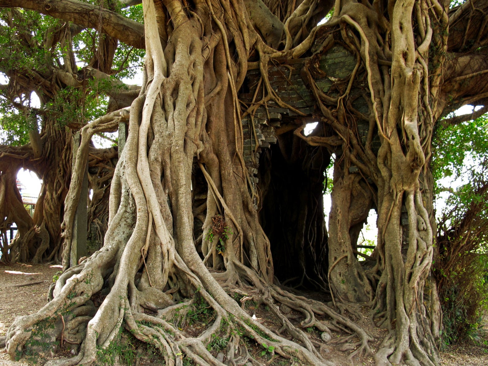 One of Bali’s Banyan trees