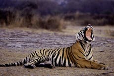 How the return of poaching threatens India’s tiger success story