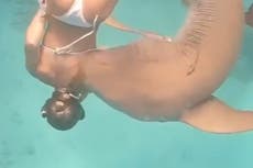 Moment snorkeler bitten by 220lb shark off Maldives coast