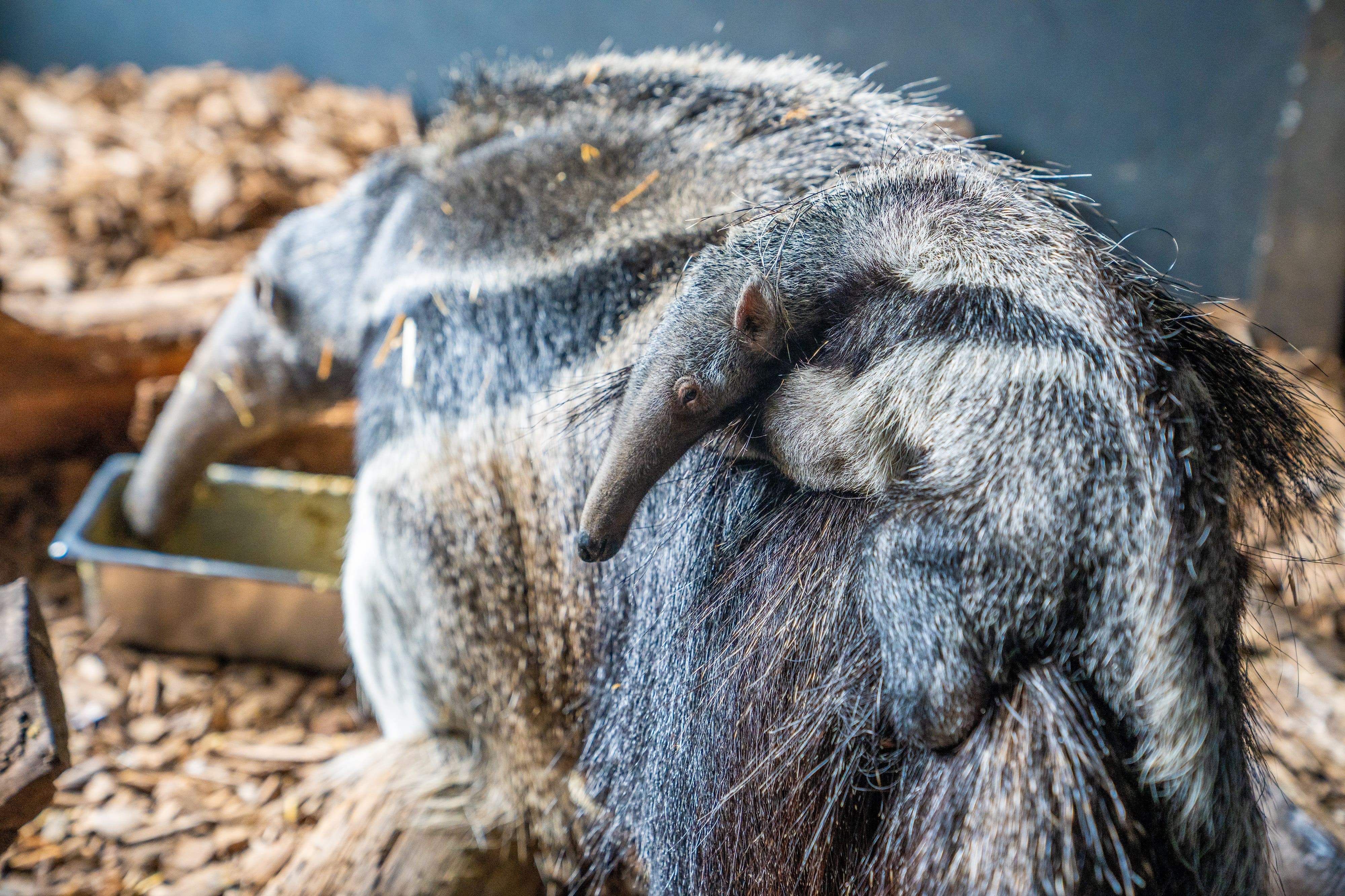 The pup is a boon for a species in decline in the wild (Chester Zoo)