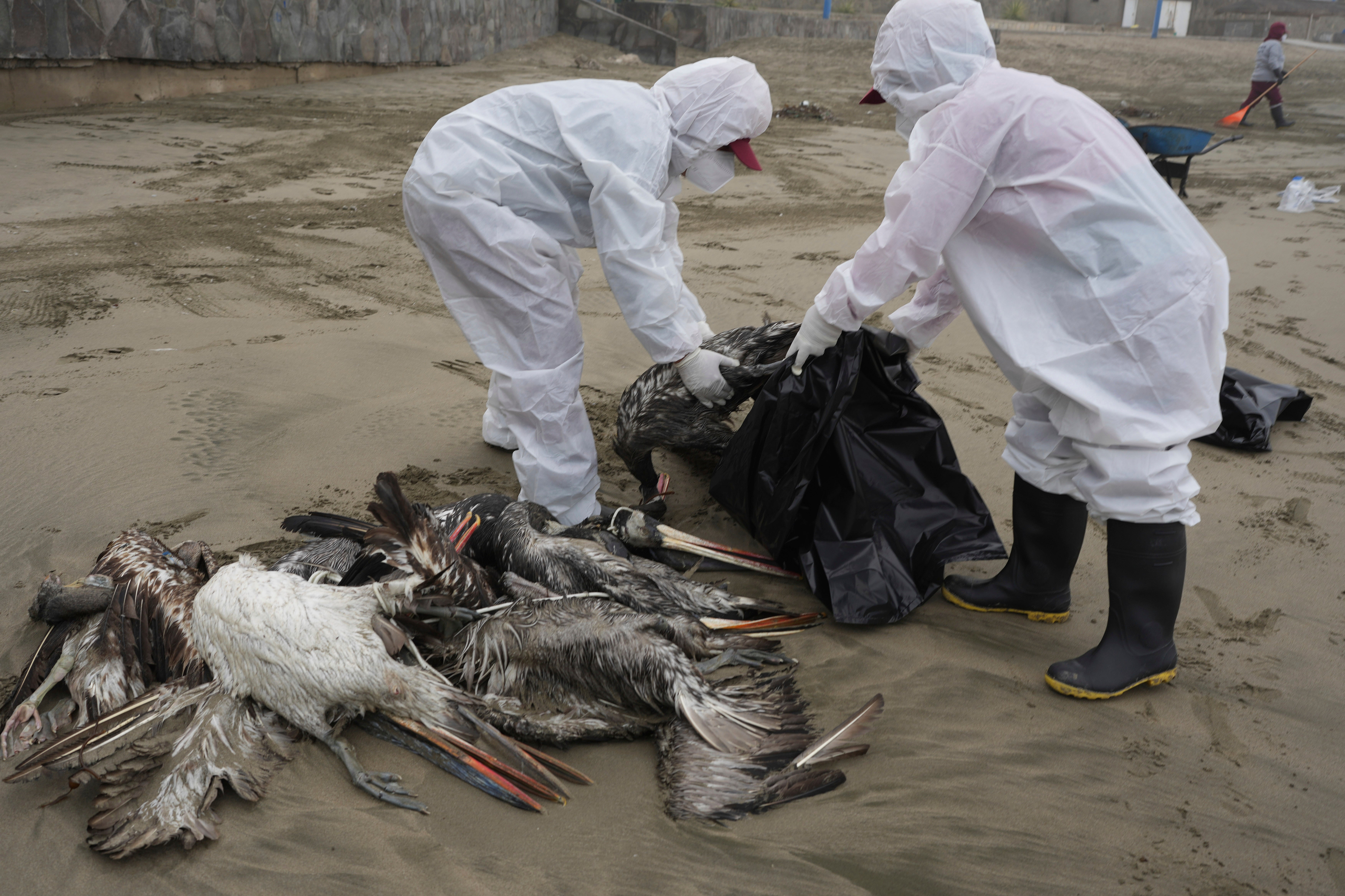 Pelicans that died of bird flu are collected, with experts citing concerns about the virus establishing itself in a mammal species