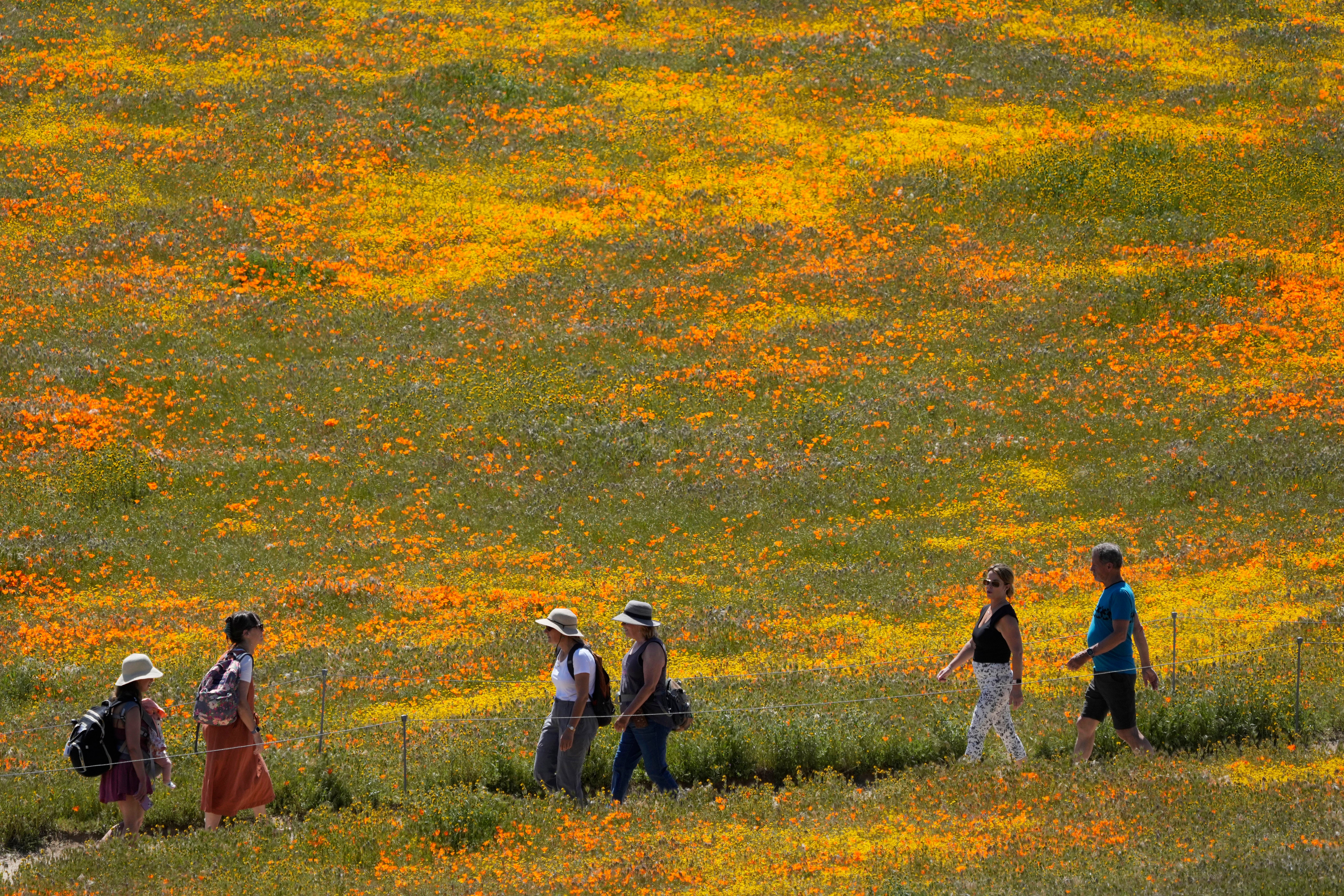 Superbloom California Arizona