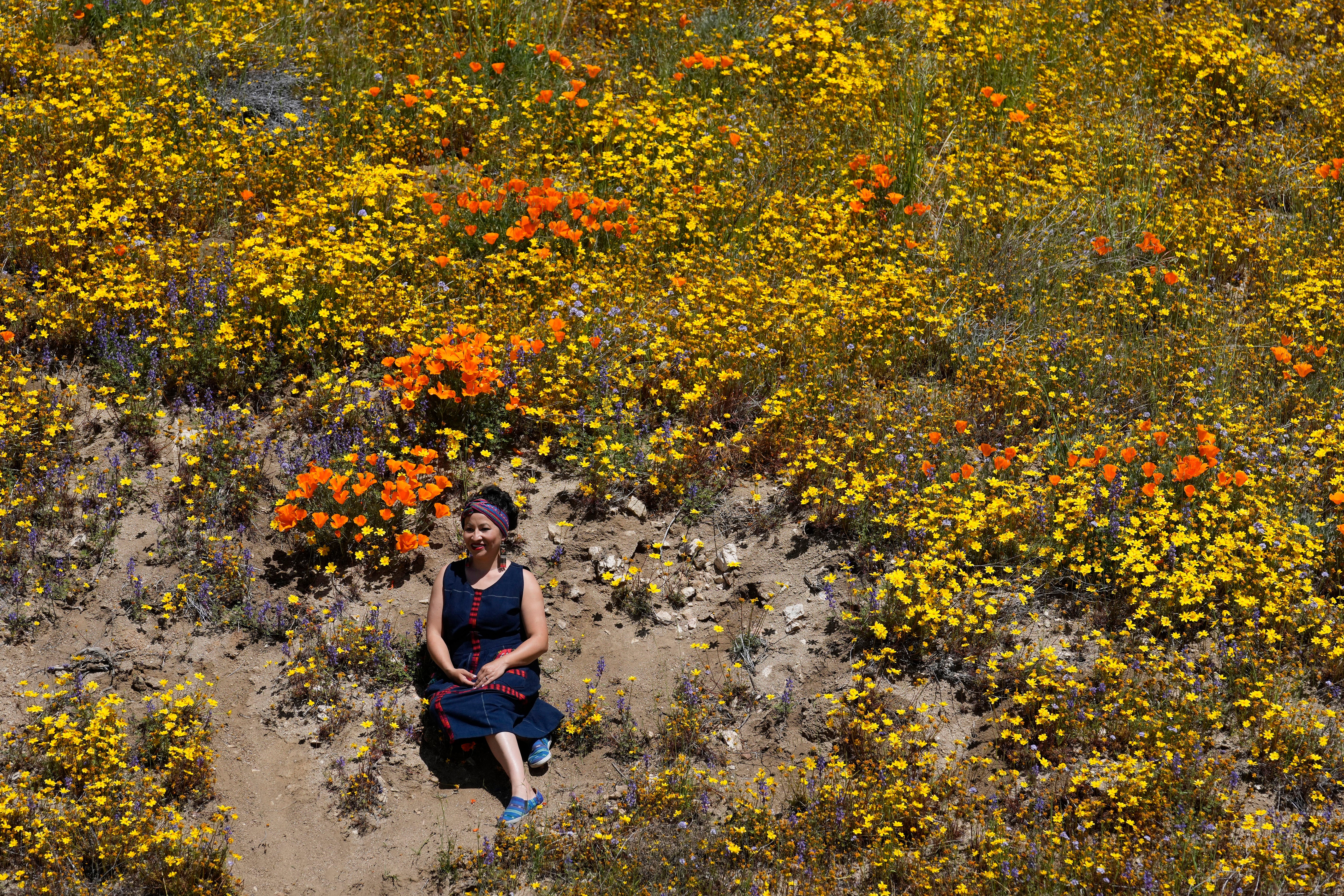 Superbloom California Arizona
