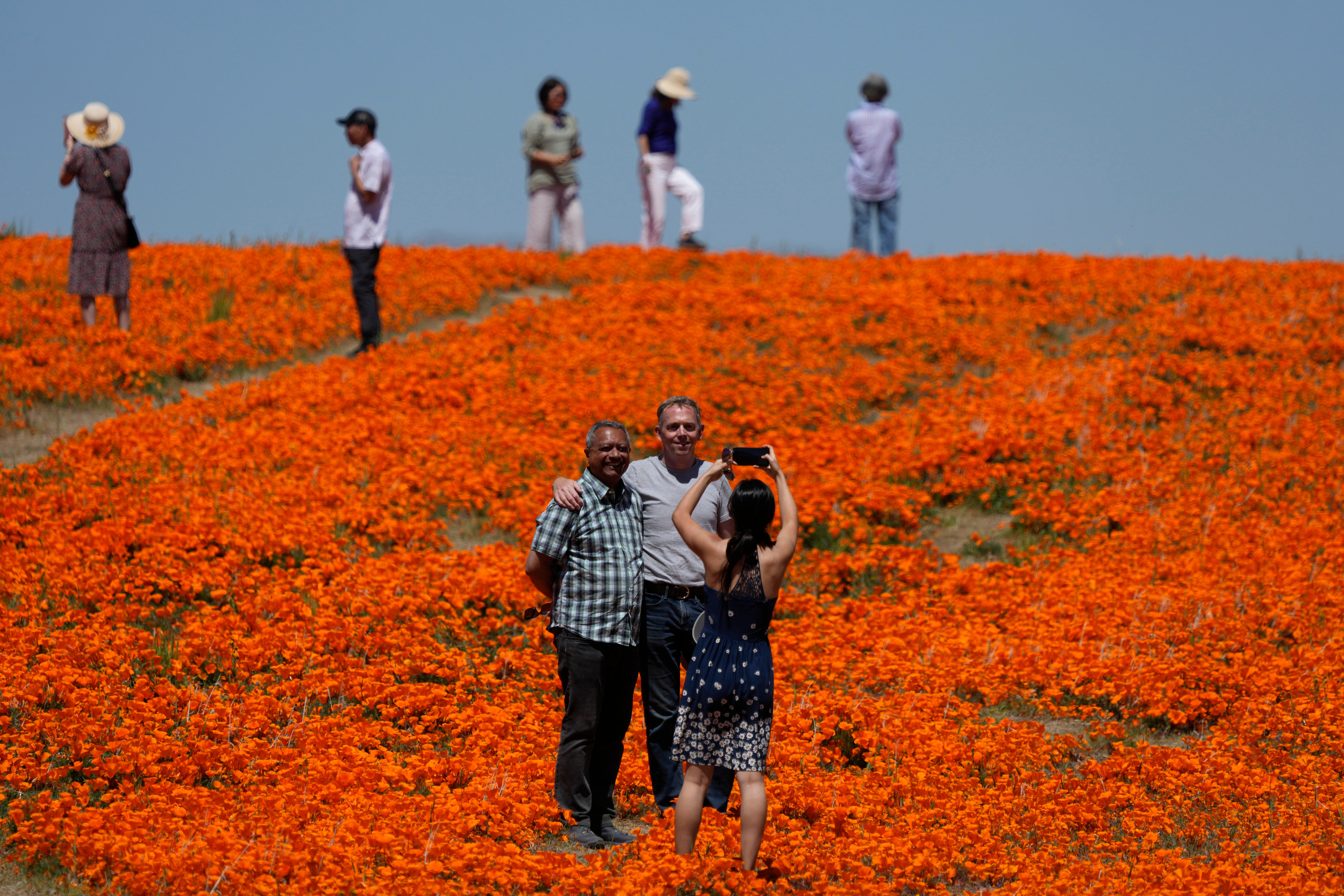 Superbloom California Arizona