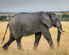 Ex-convicts join the fight against poaching in Zimbabwe’s fourth largest national park