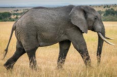 Ex-convicts join the fight against poaching in Zimbabwe’s fourth largest national park