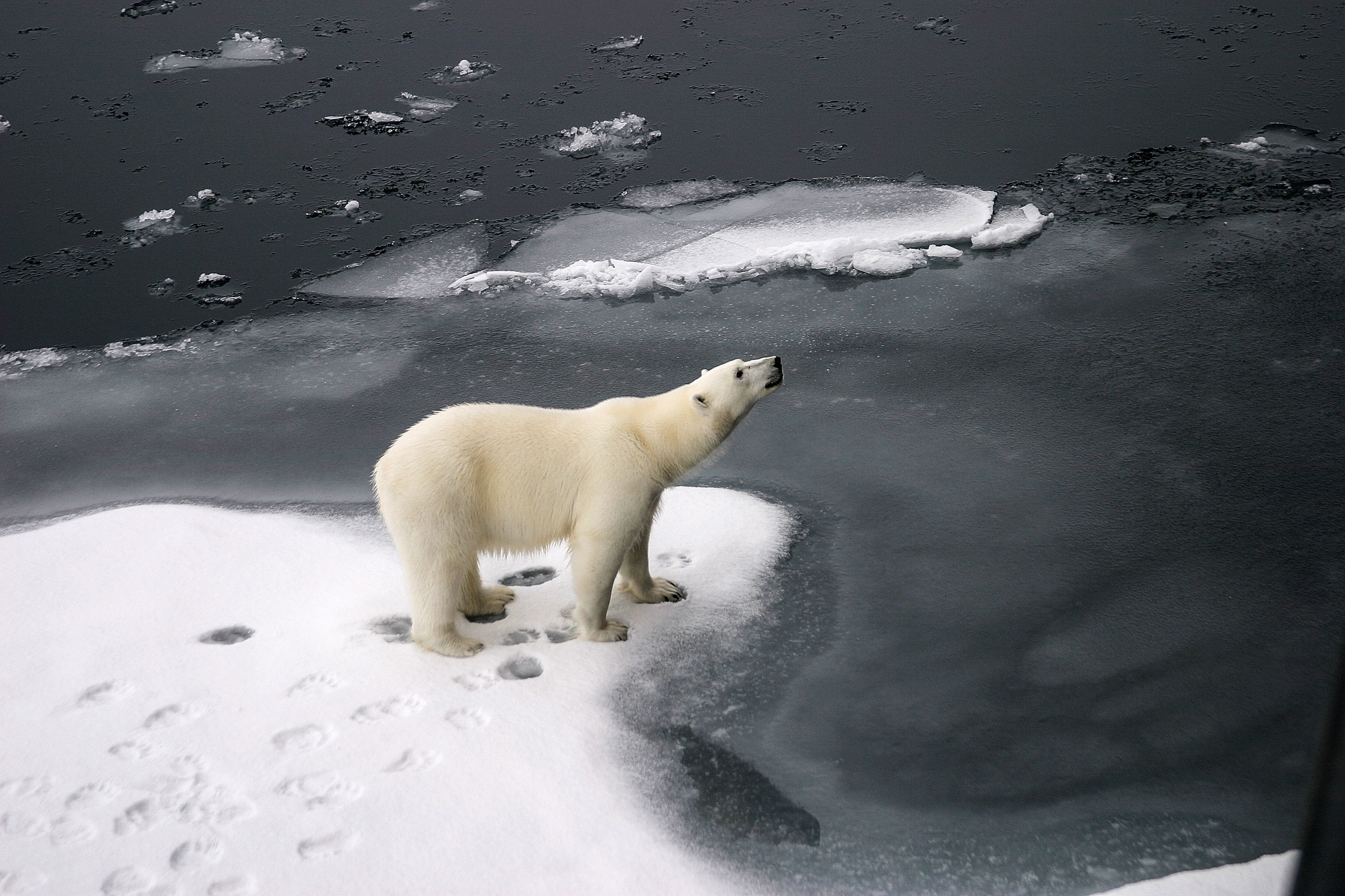 Russia is key to maintaining Earth’s biodiversity due to its size