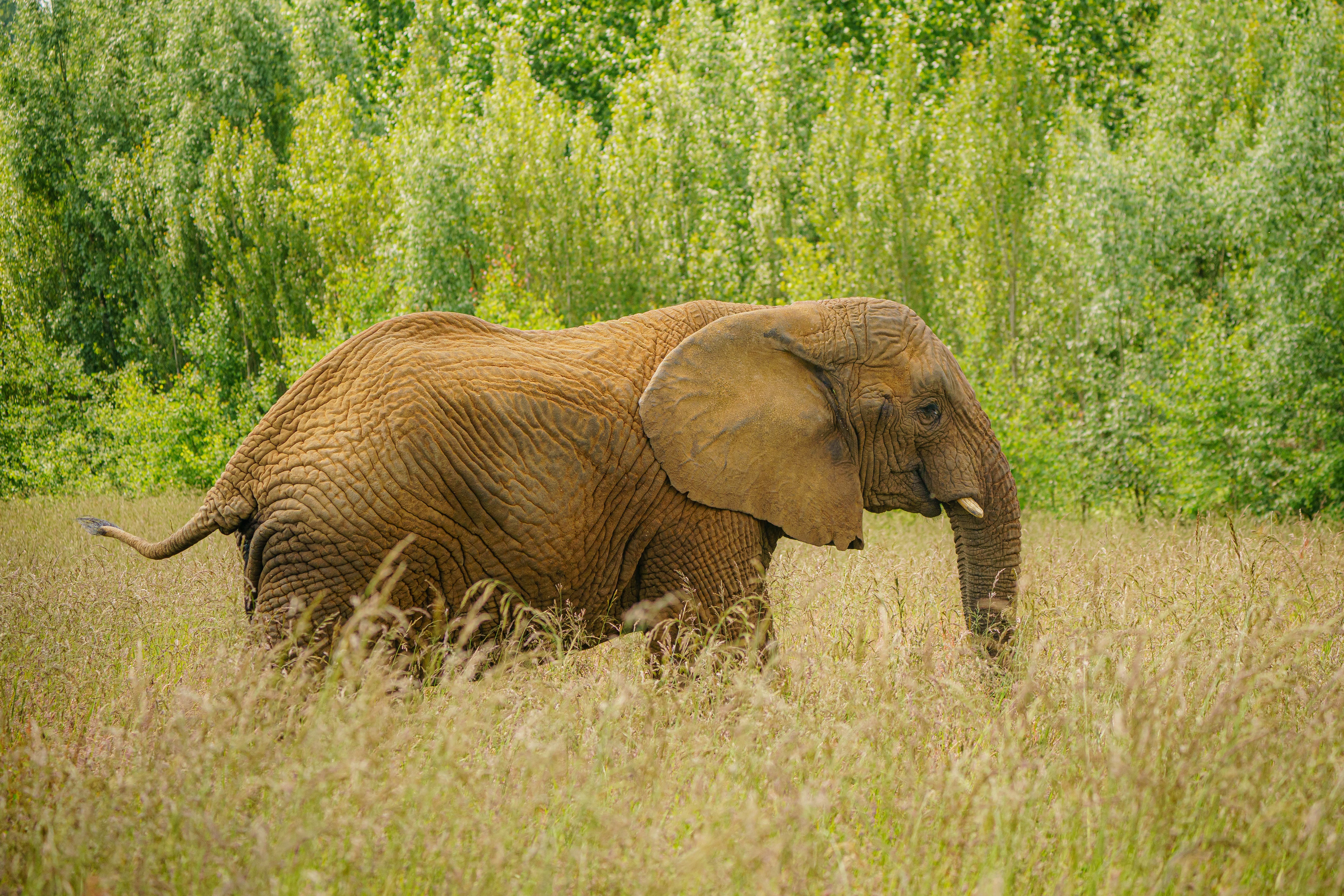 Large animals travel more slowly because they cannot keep cool – study (Ben Birchall/PA)