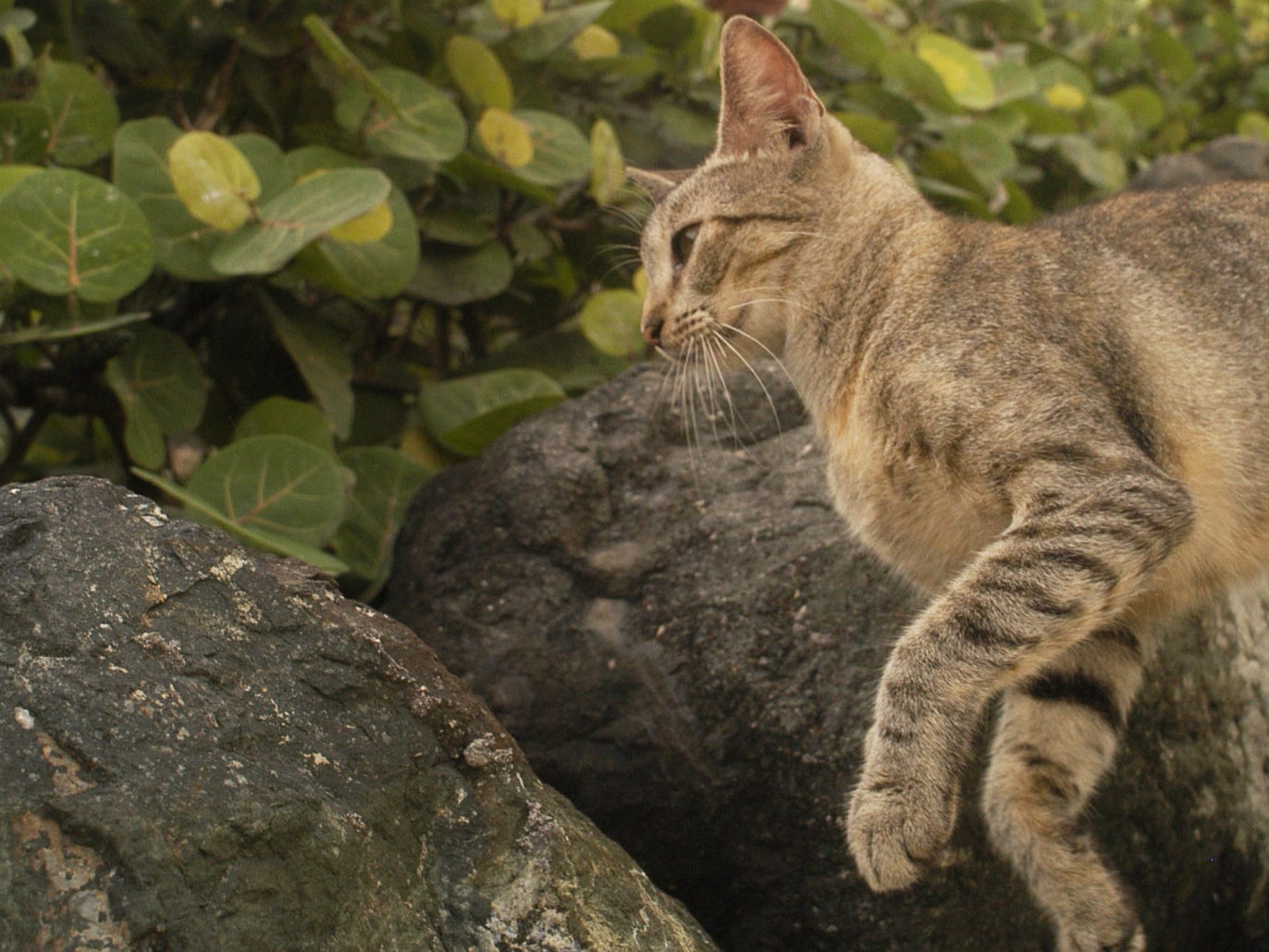 Representational image: Organisers were forced to axe a category for children under 14 to hunt feral cats