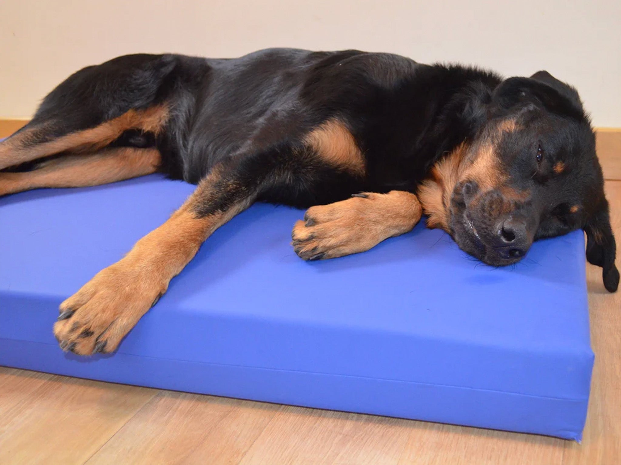 Big Dog Bed incontinence bed for dogs