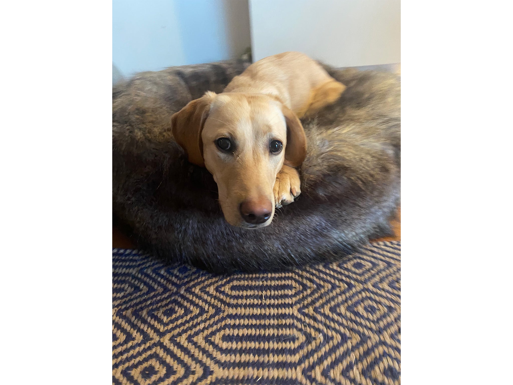 Lords & Labradors calming anti-anxiety dog bed in faux wolf fur 