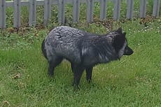 Rare black fox spotted roaming streets in Wales as public urged to call RSPCA