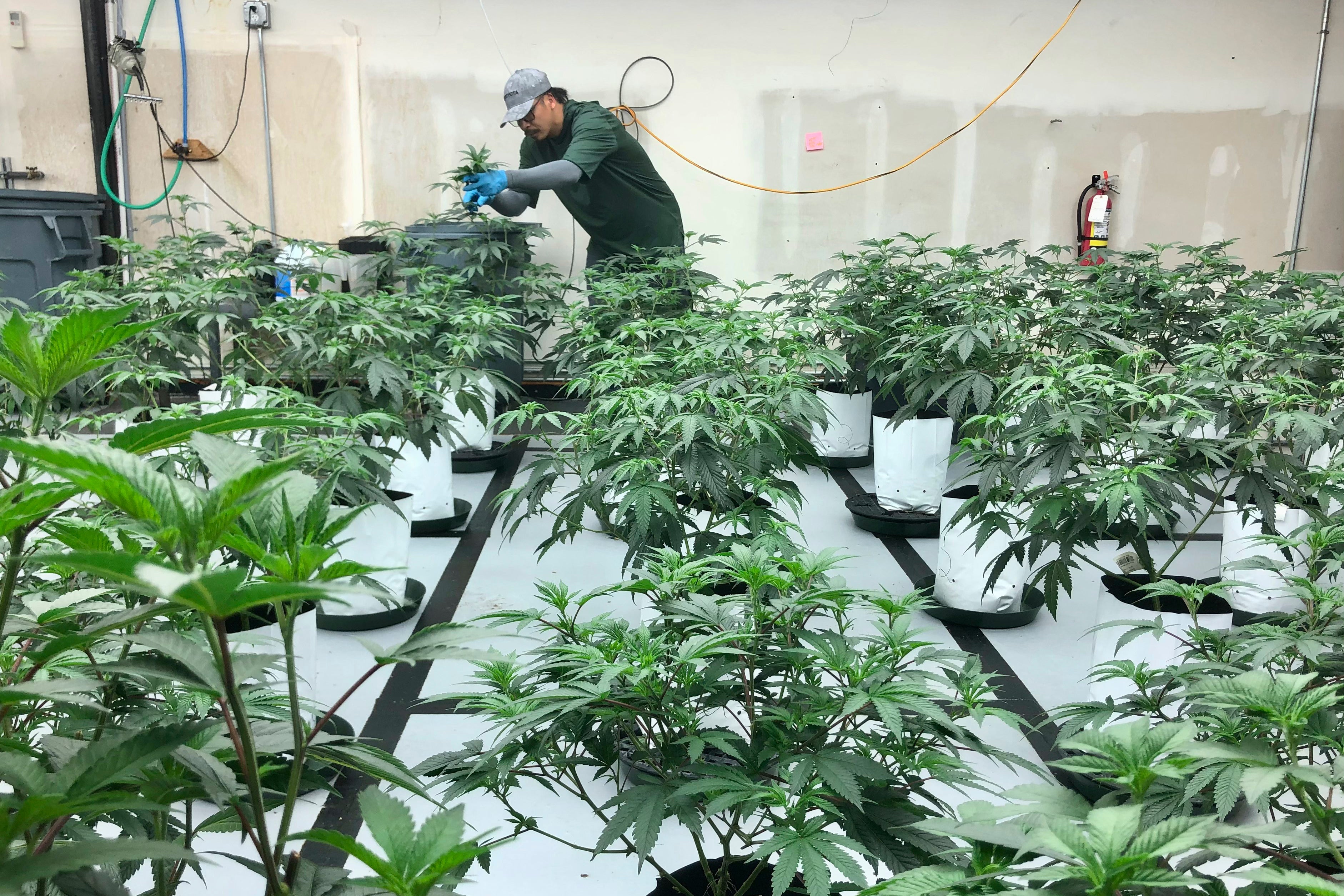 Legal Marijuana-Surviving the Market