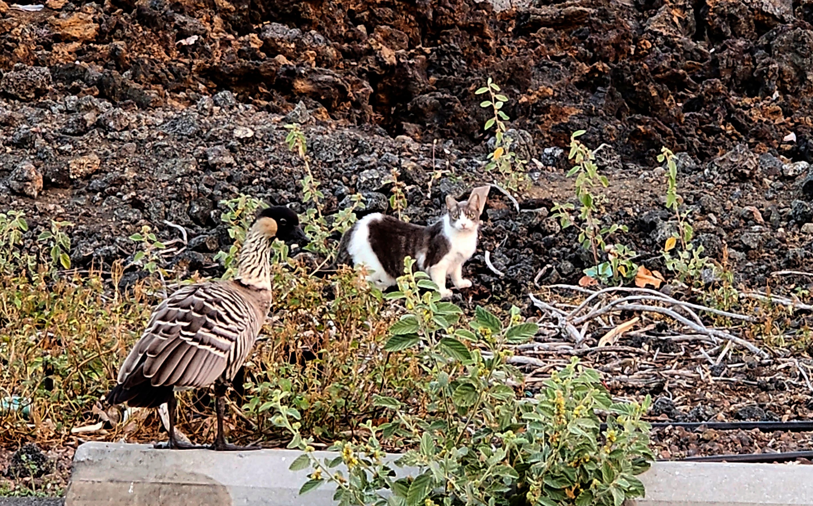 Hawaii Feeding Cats