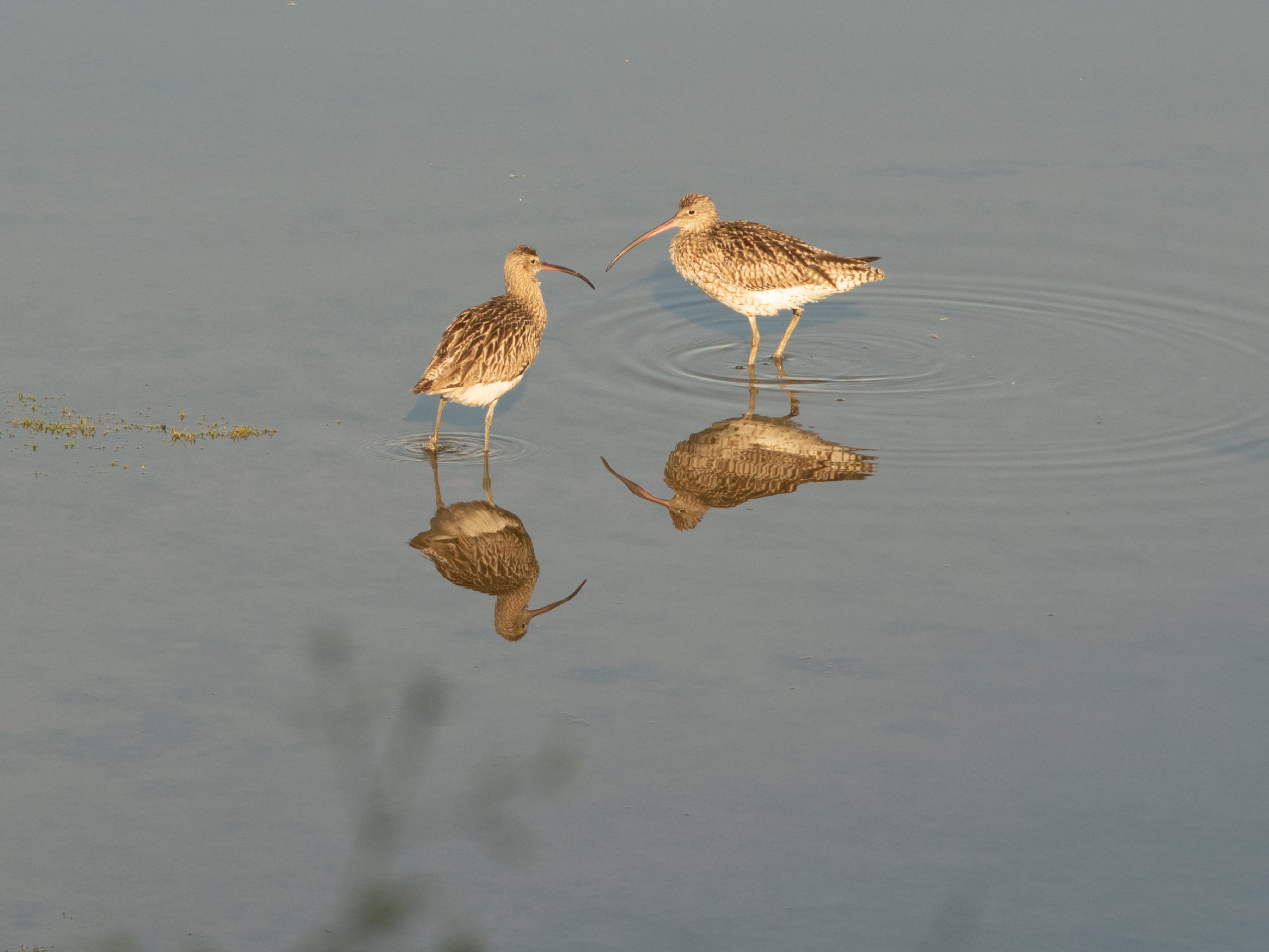 Curlews in the creek at Devoran in Cornwall