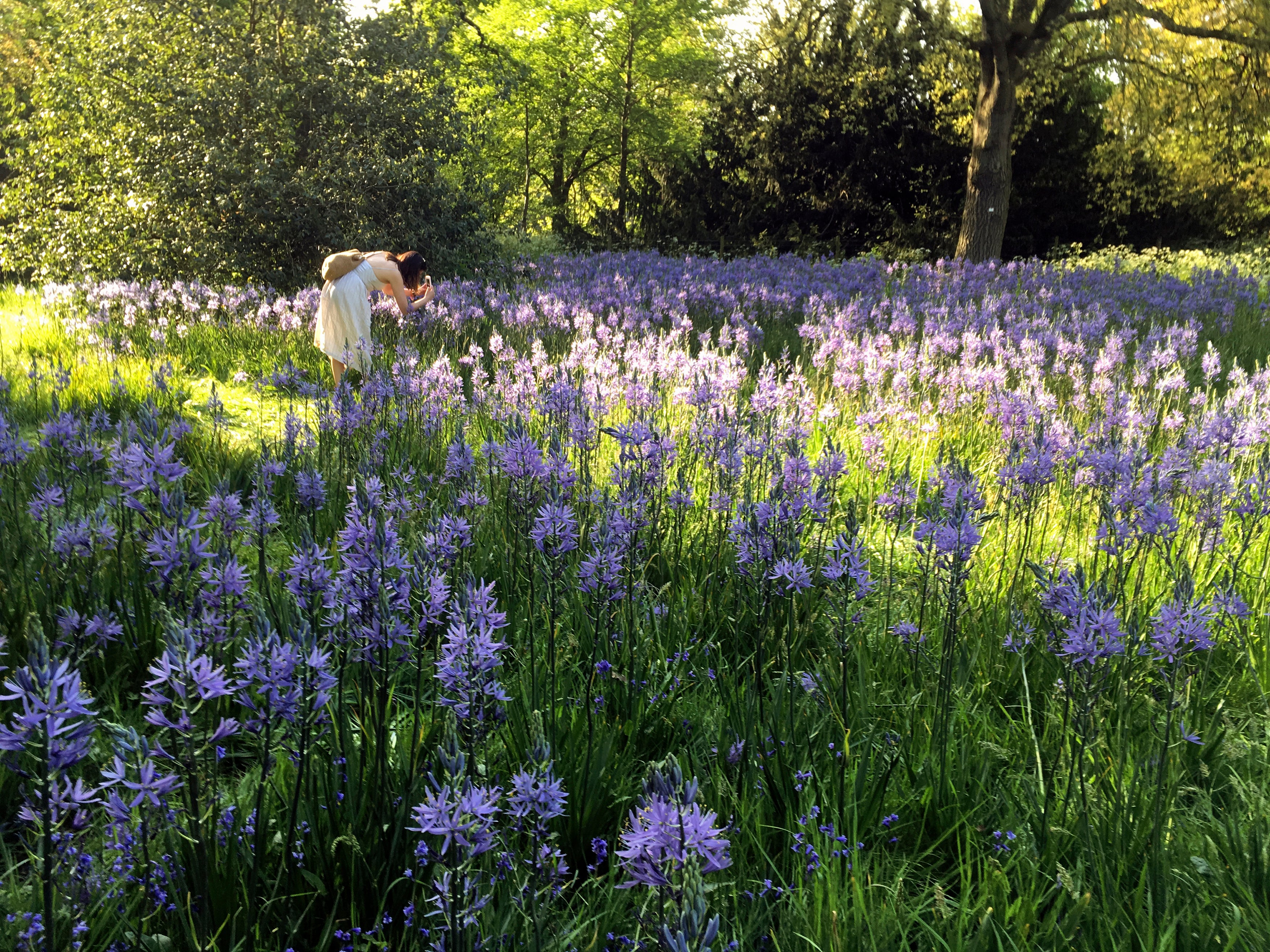 Get lost in the colours of spring flowers