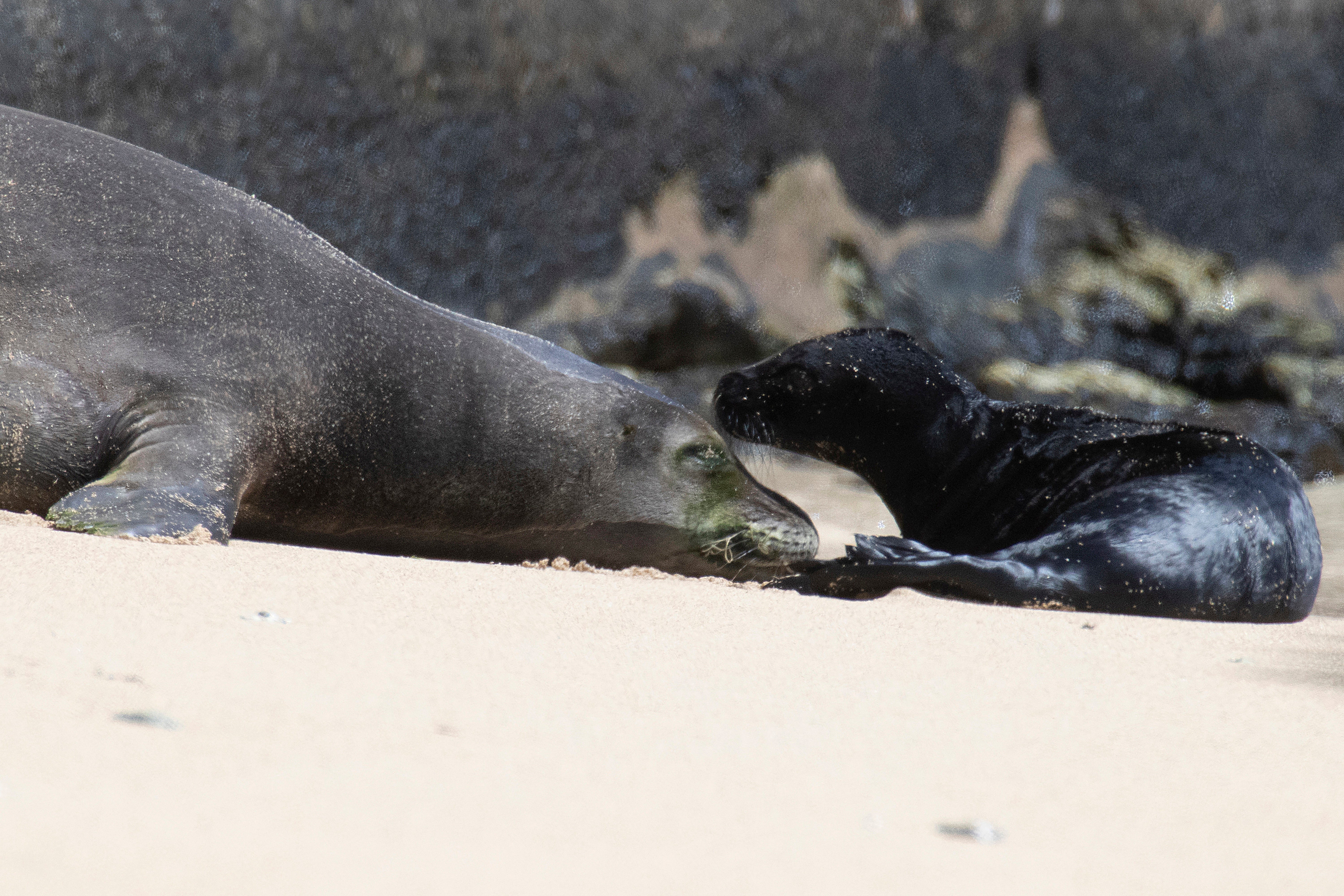 Hawaii Monk Seals Waikiki