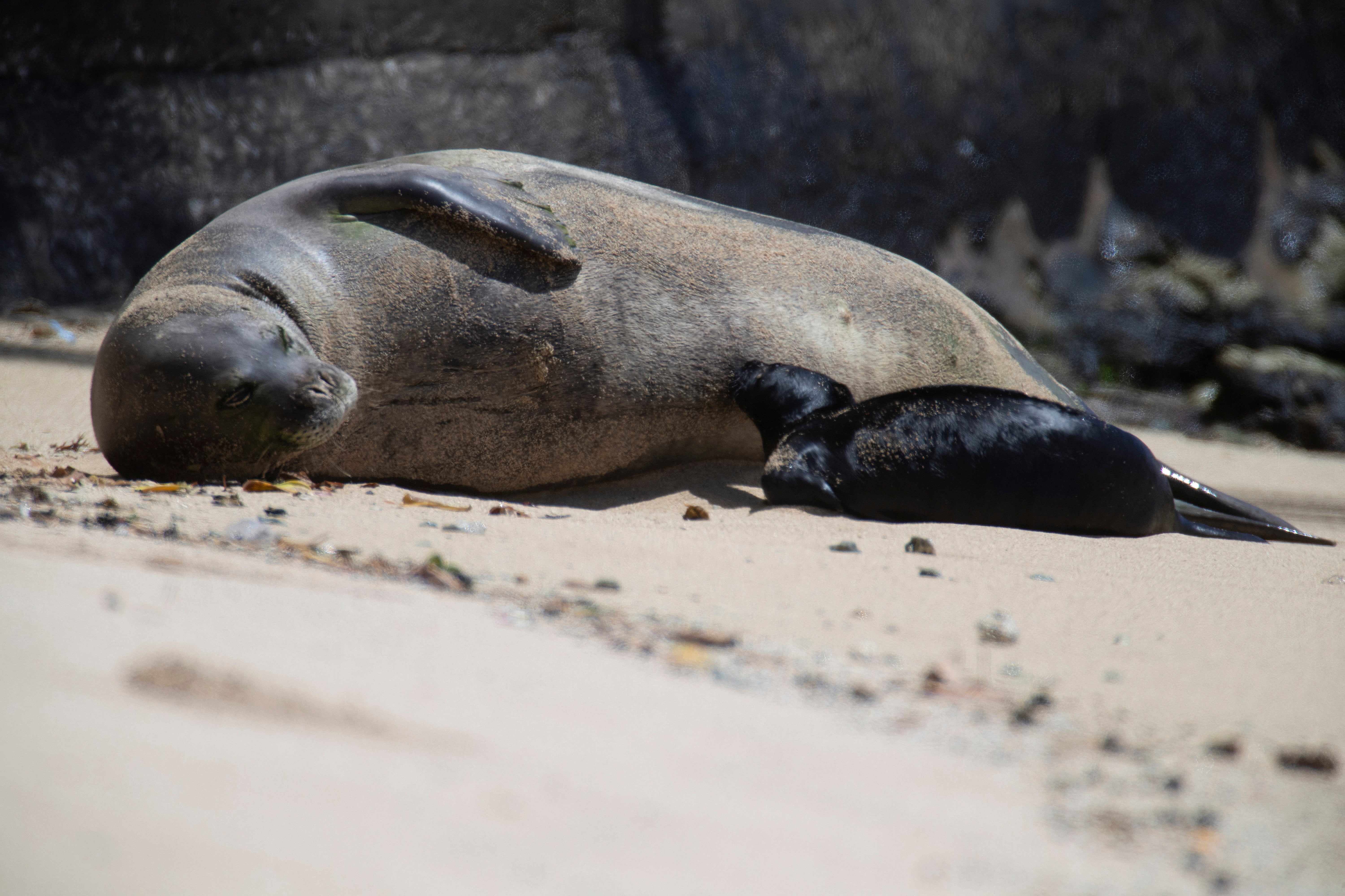 Hawaii Monk Seals Waikiki