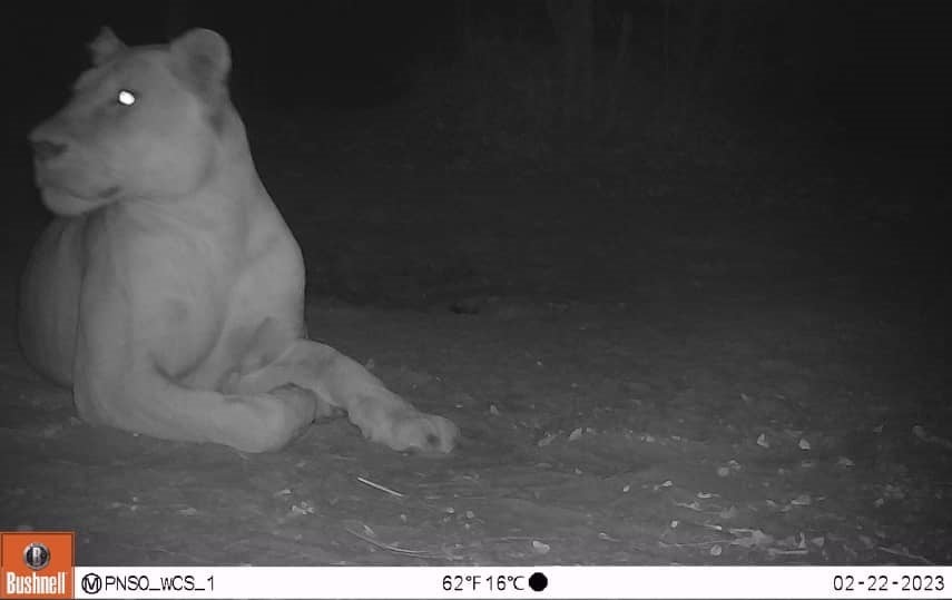 The Wildlife Conservation Society (WCS) described the sighting as “a beautiful lioness, in her prime and clearly in great health”