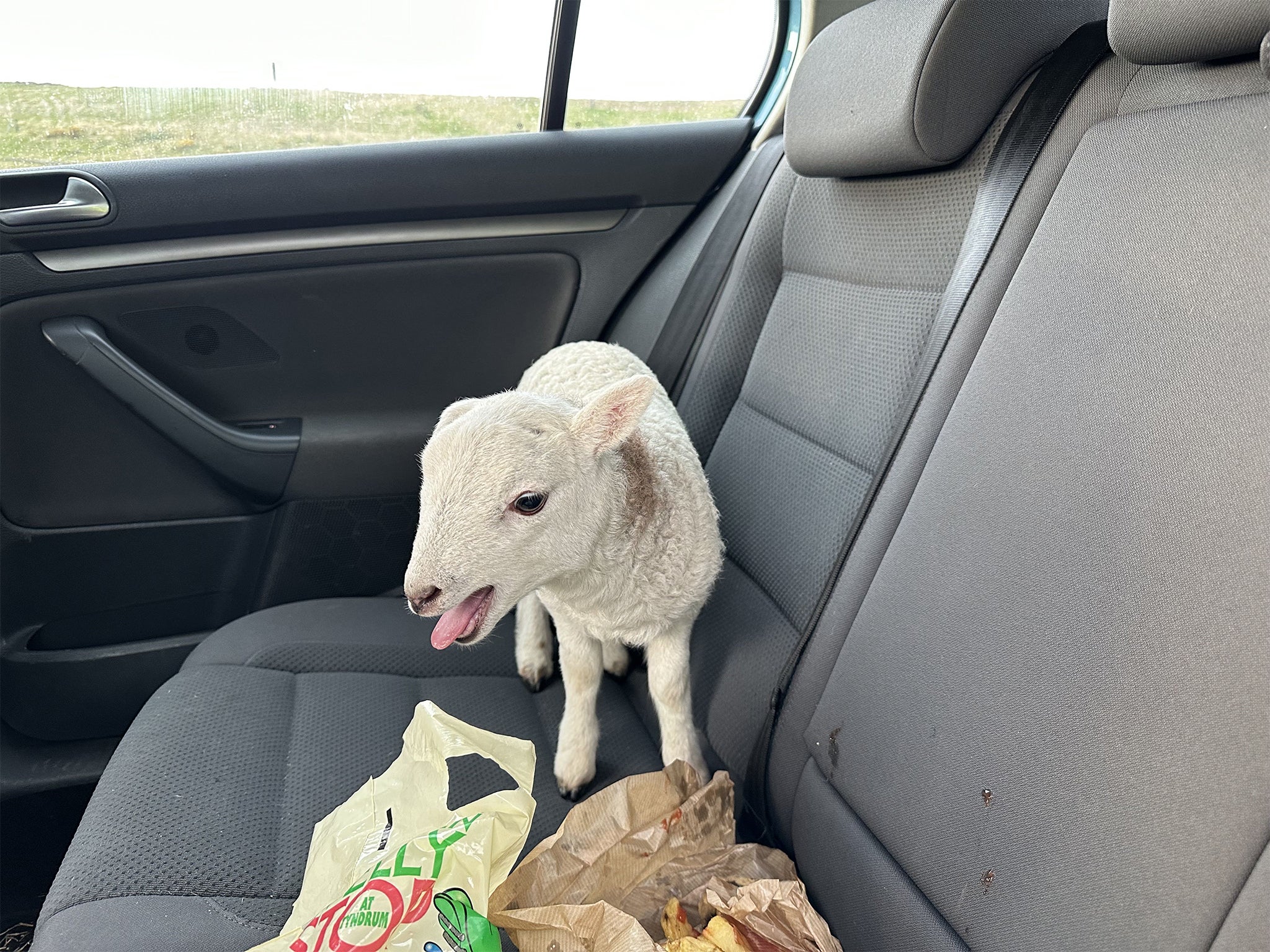 Lamb was rehomed after drivers arrested