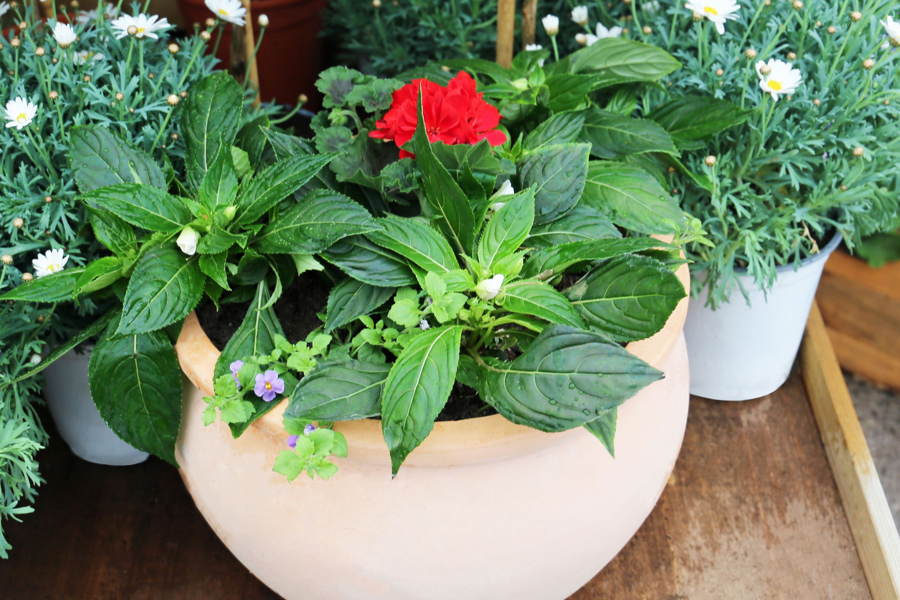 Celebrate the coronation with red, white and blue plants (Squire’s Garden Centres/PA)