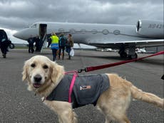 Woman flies dogs on ?8,000 private jet because it was ‘cheaper than cargo’