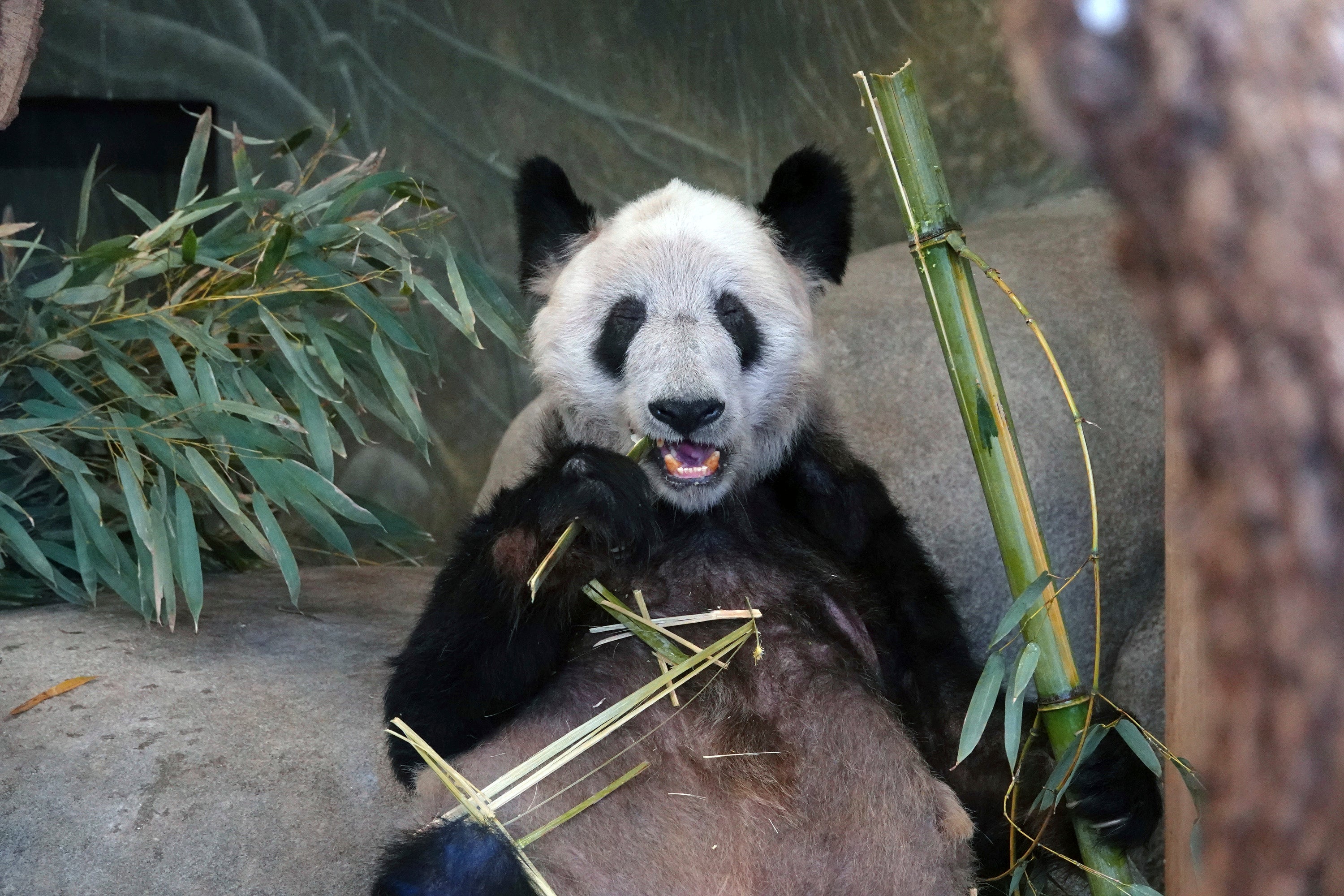 Memphis Panda China