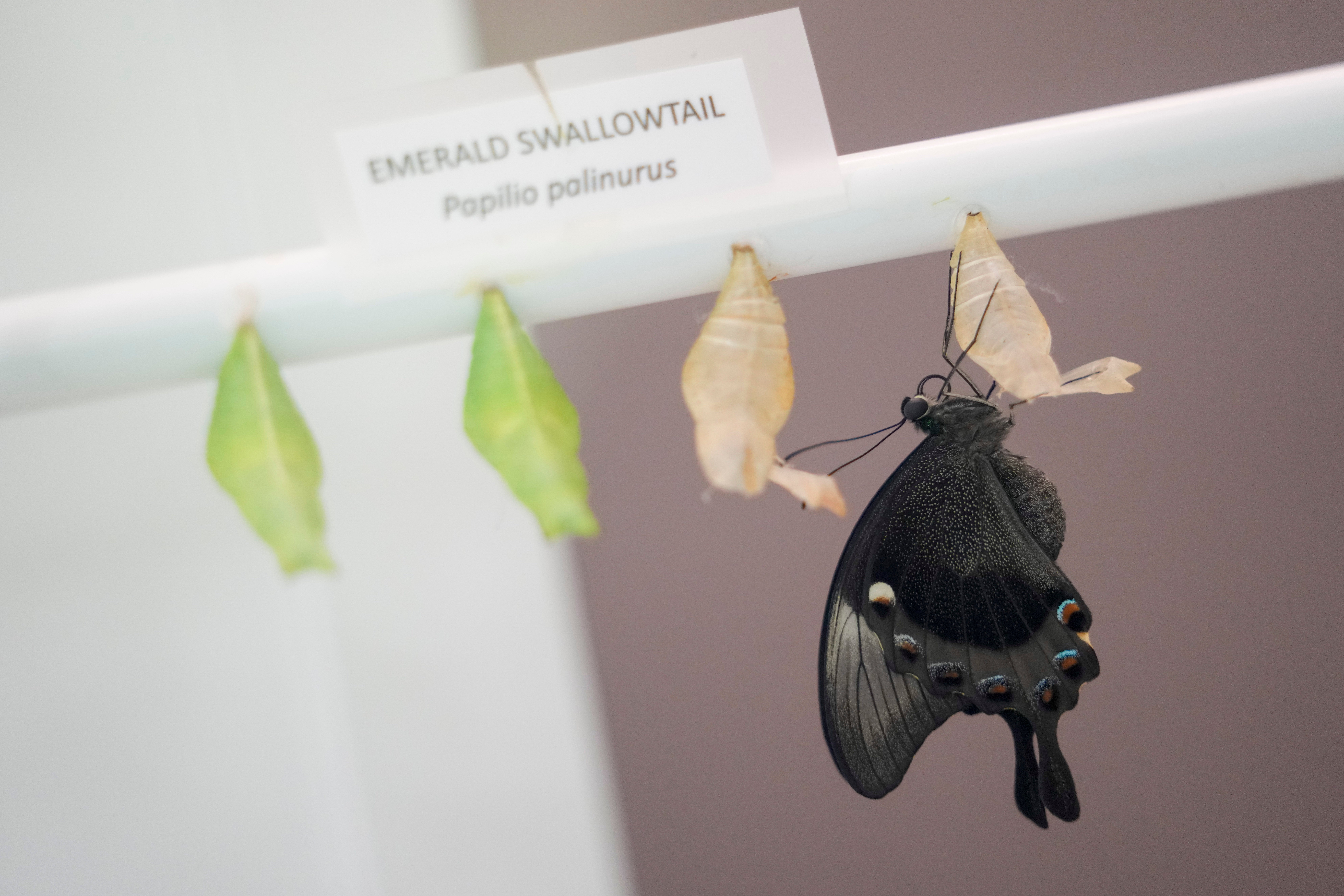 Museum of Natural History