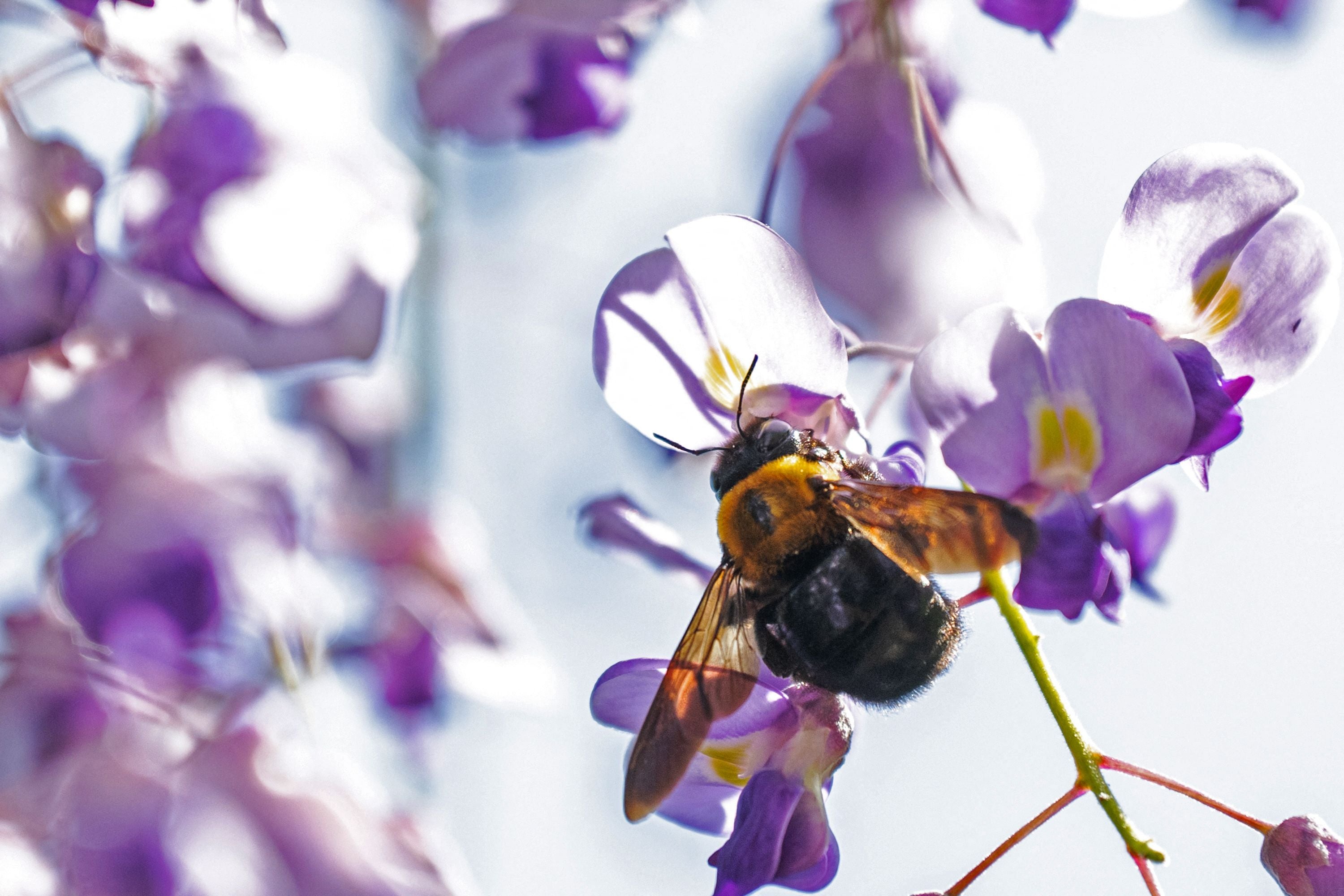 A female carpenter bee is seen nectaring at the Wisterias in a park of Tokyo