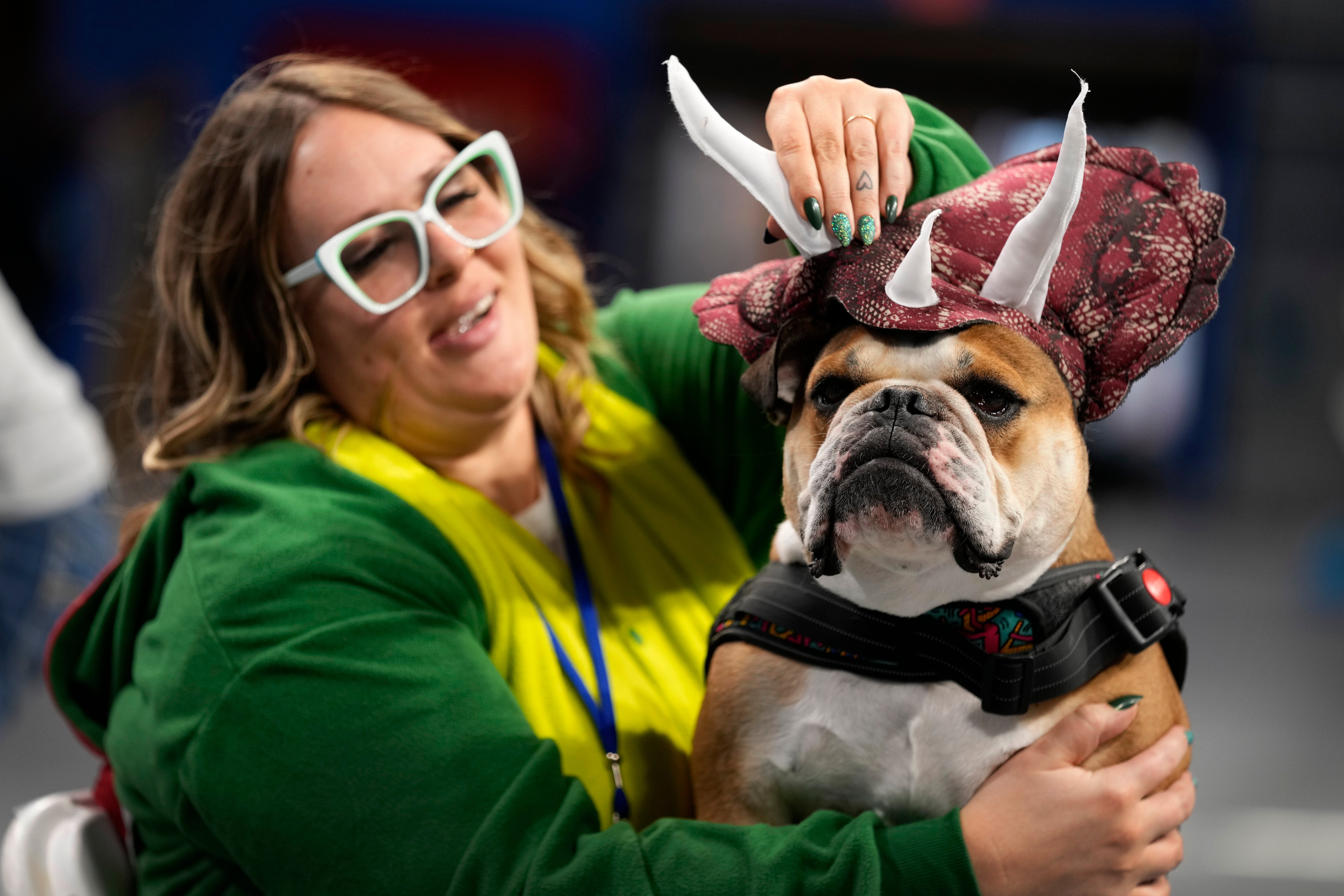 Shelly Vandenberg, of Omaha, Neb., gets her bulldog Thor ready for judging at the 44th annual Drake Relays Beautiful Bulldog Contest