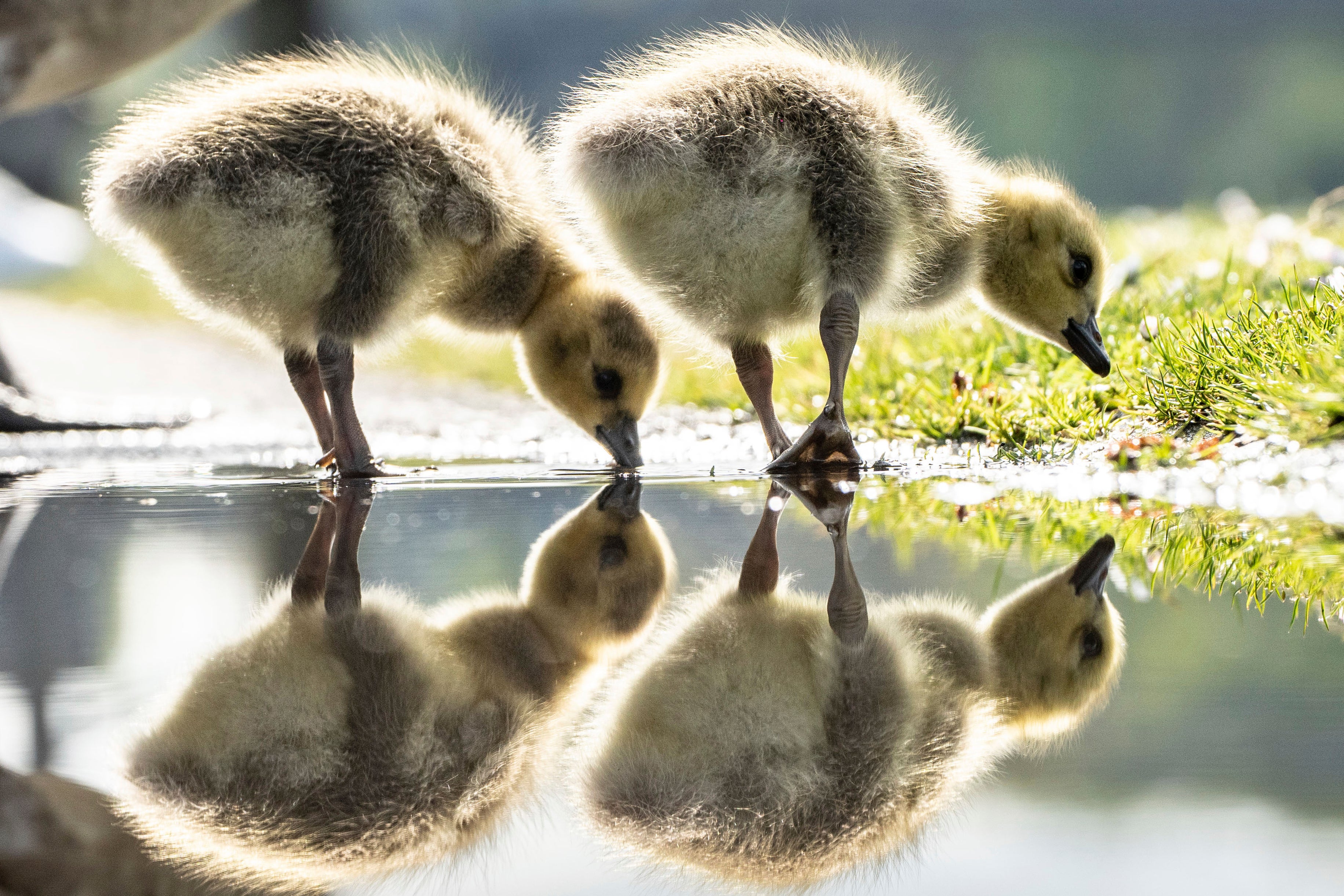 Two Canada goose chicks are mirrored a puddle on the banks of the river Main in Frankfurt, Germany