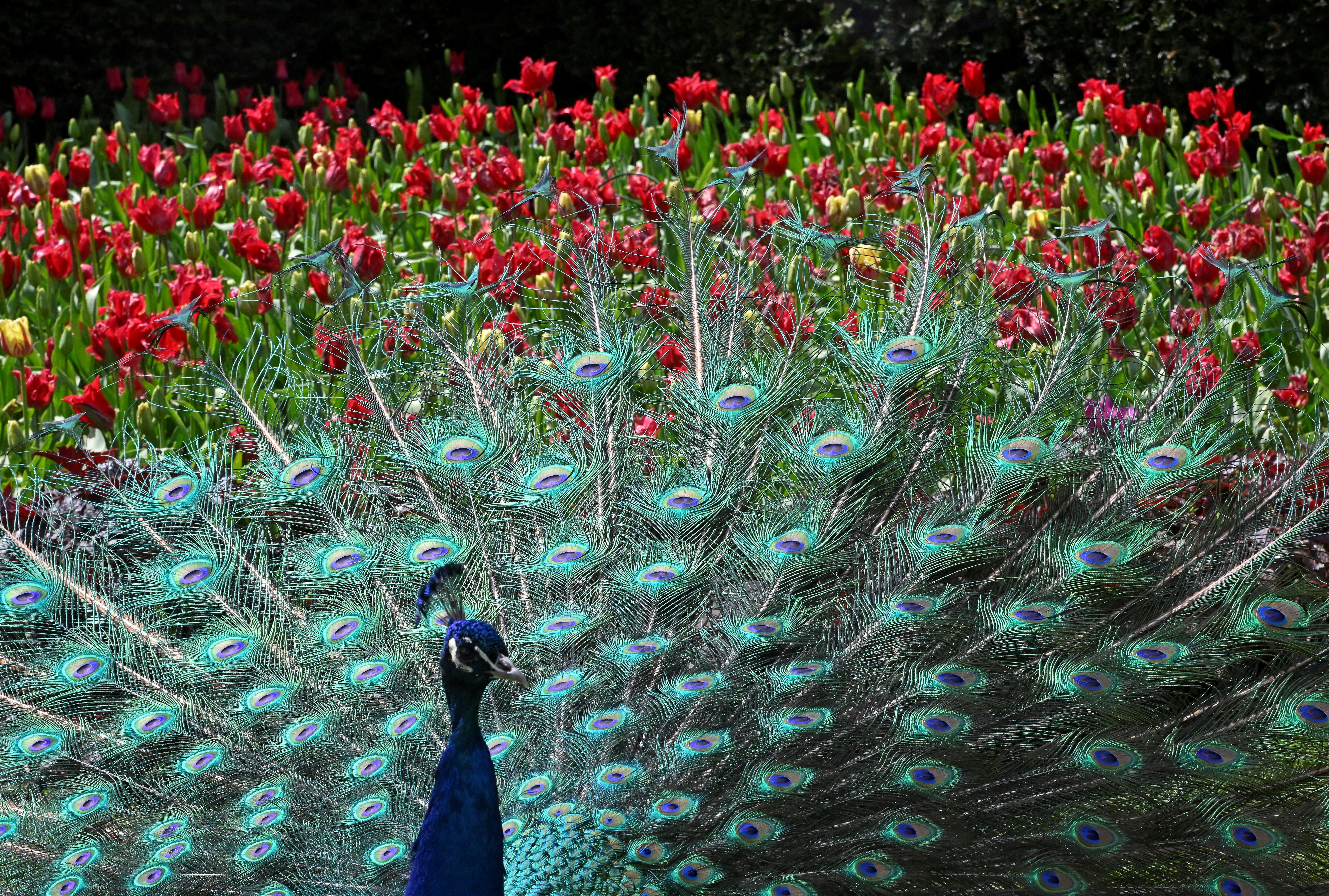 One of two peacocks that remain from a population of eighteen in Holland Park displays its plumage as part of an annual courtship ritual, despite there being no females left, in London