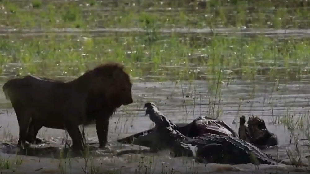 Lion and crocodile have savage fight over buffalo carcass