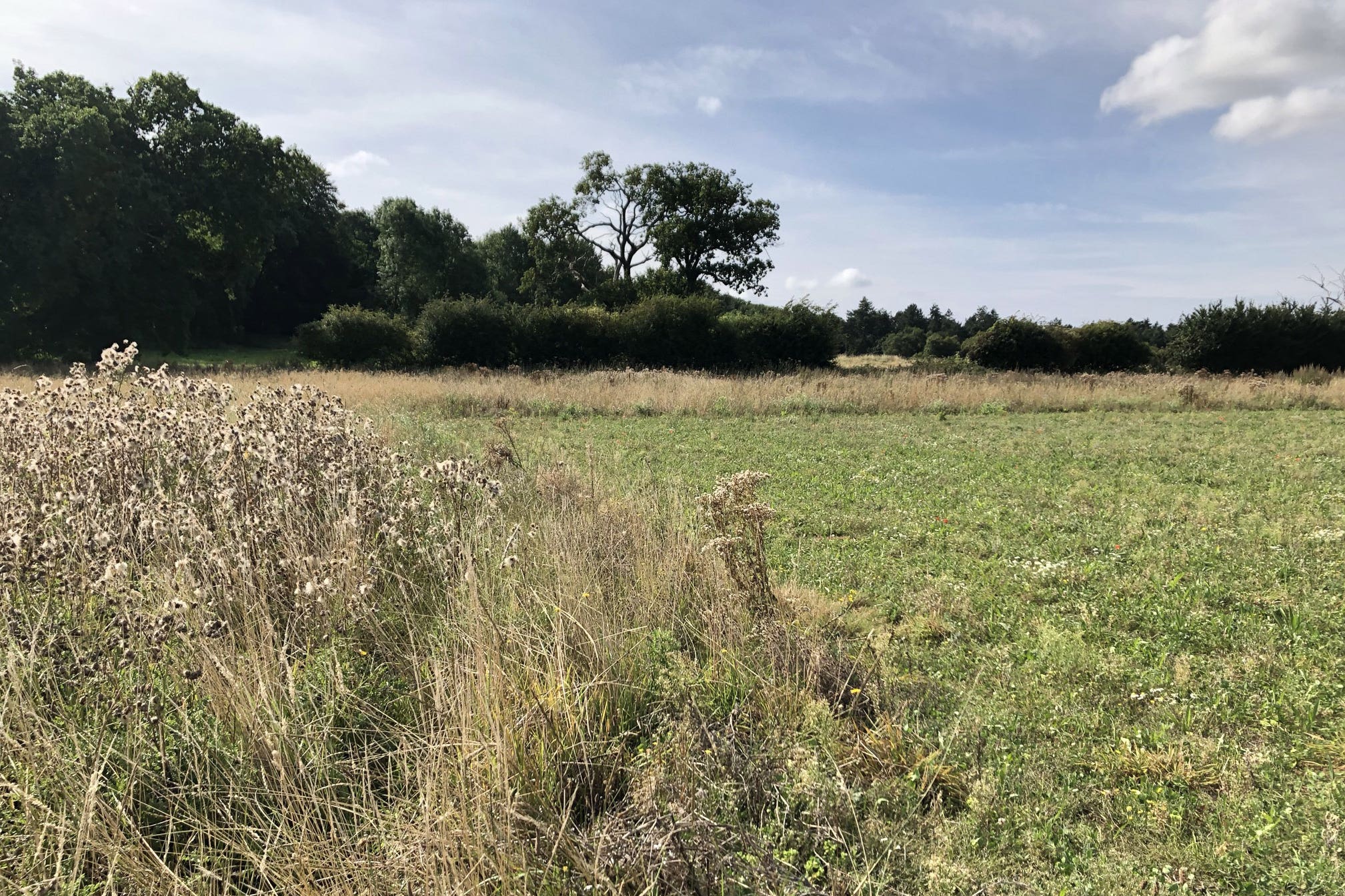 Arable land with margins set aside to support wildlife at Wild Ken Hill in Norfolk (Emily Beament/PA)