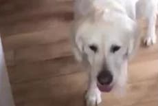 Dog walked for more than 40 miles to old home after running from new owner