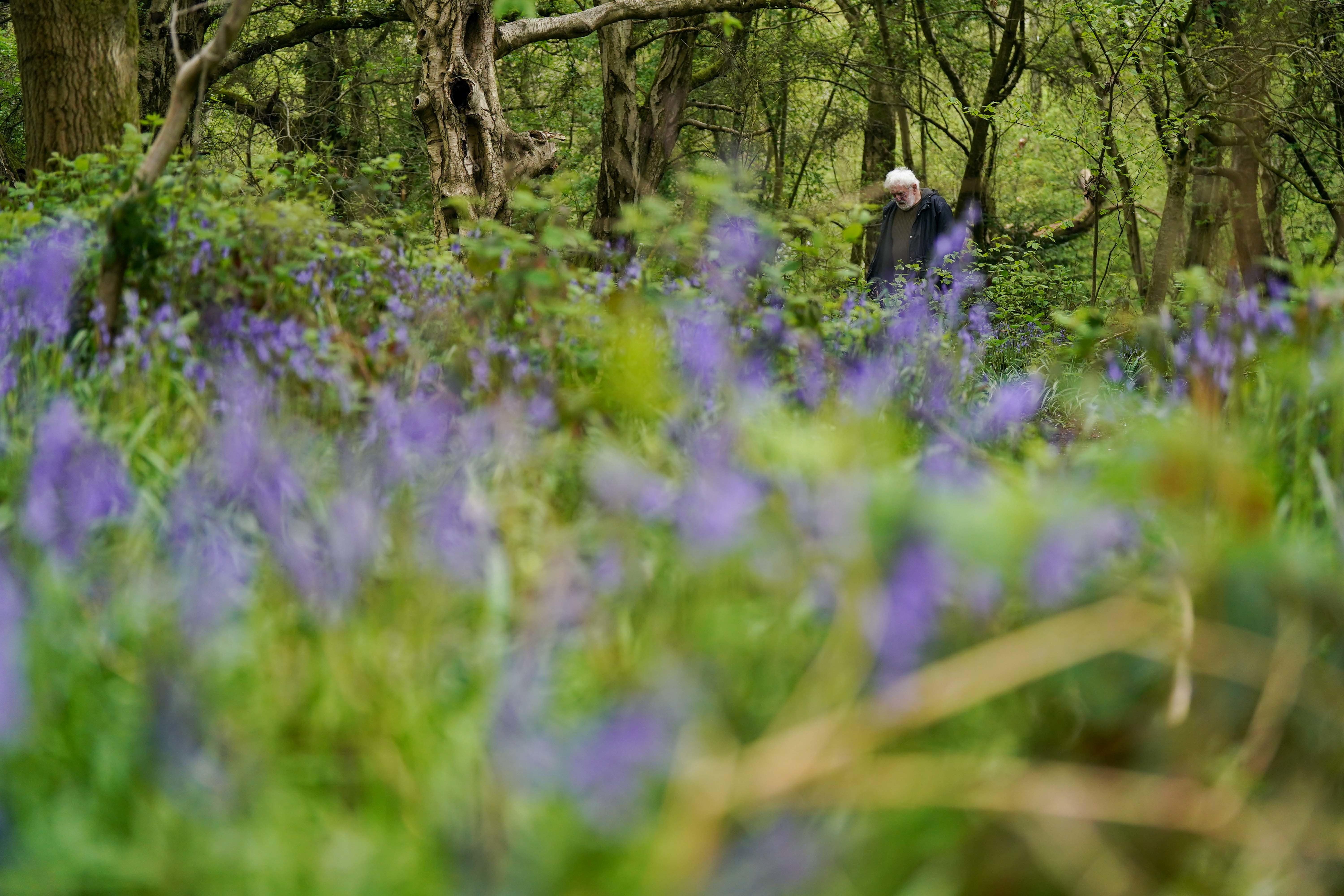 People walk by bluebells in Crackley Wood in Kenilworth, Warwickshire (PA)