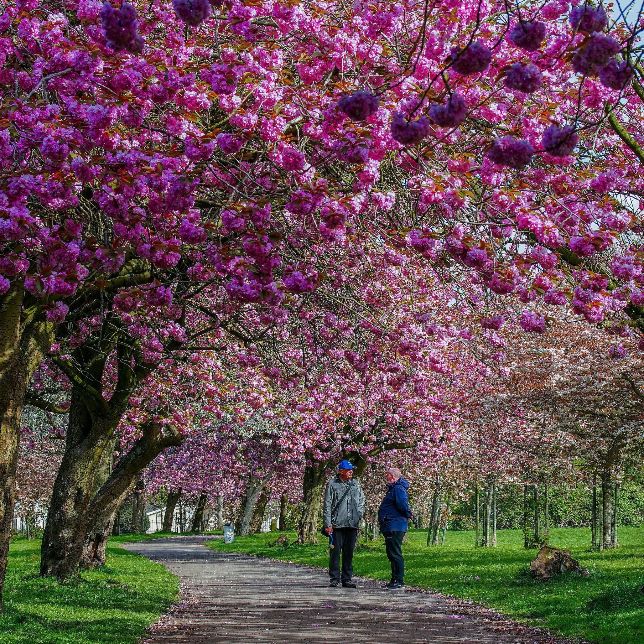 Dog walkers on a path lined with pink cherry blossom in Wavertree Botanic Gardens in Liverpool