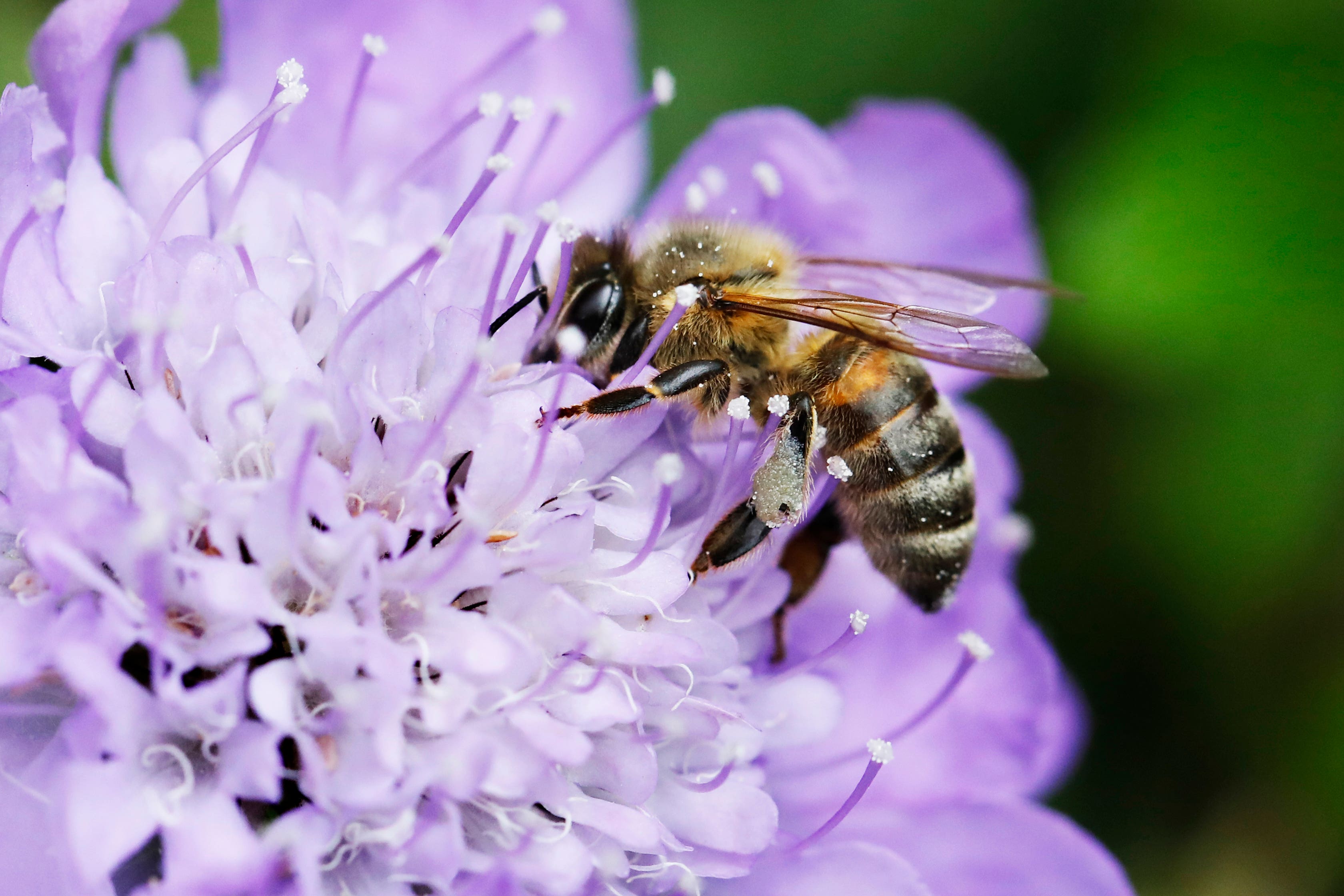 Simple tips for creating a wildlife-friendly garden (RSPCA/PA)