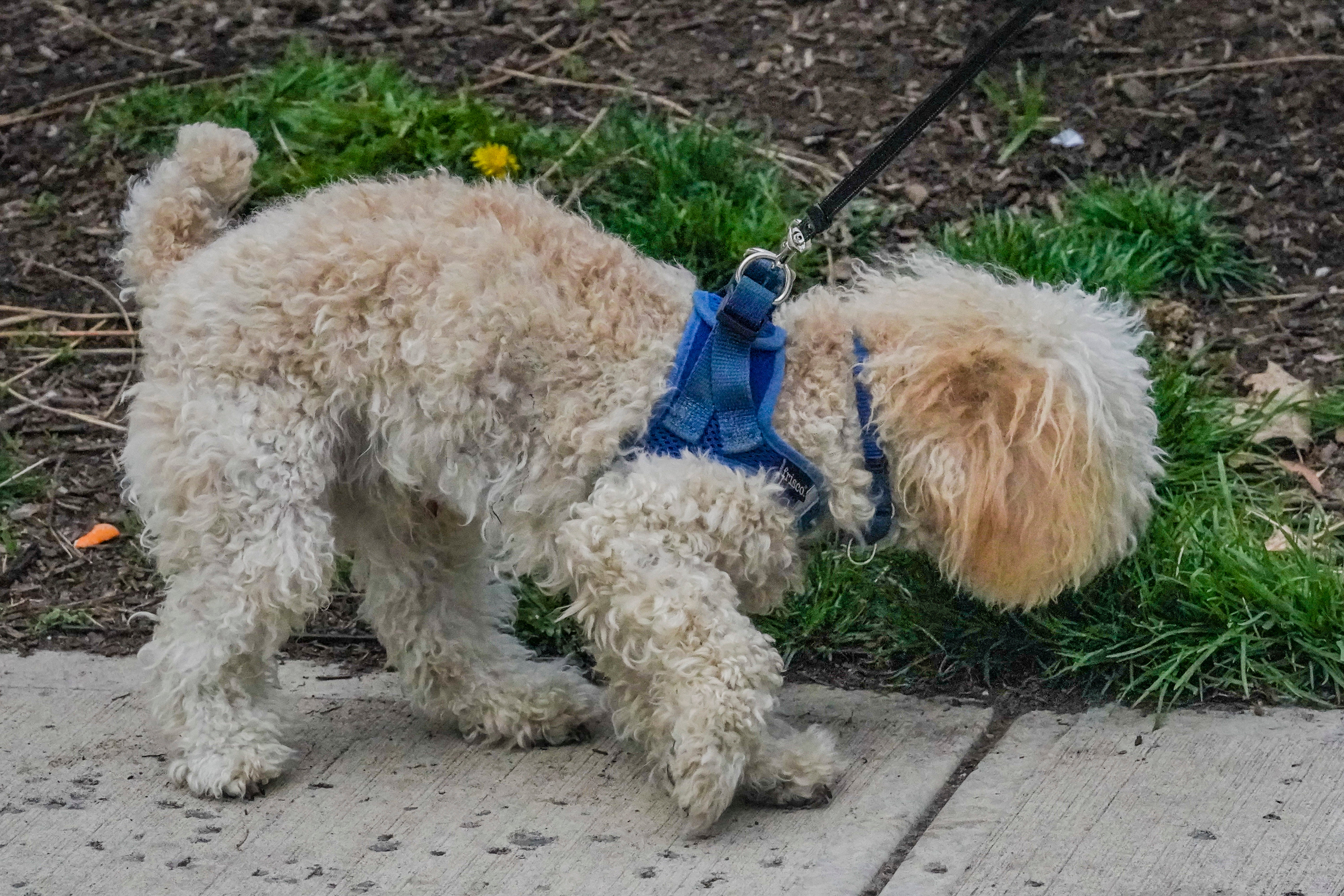 Marijuana-Dog Poisonings