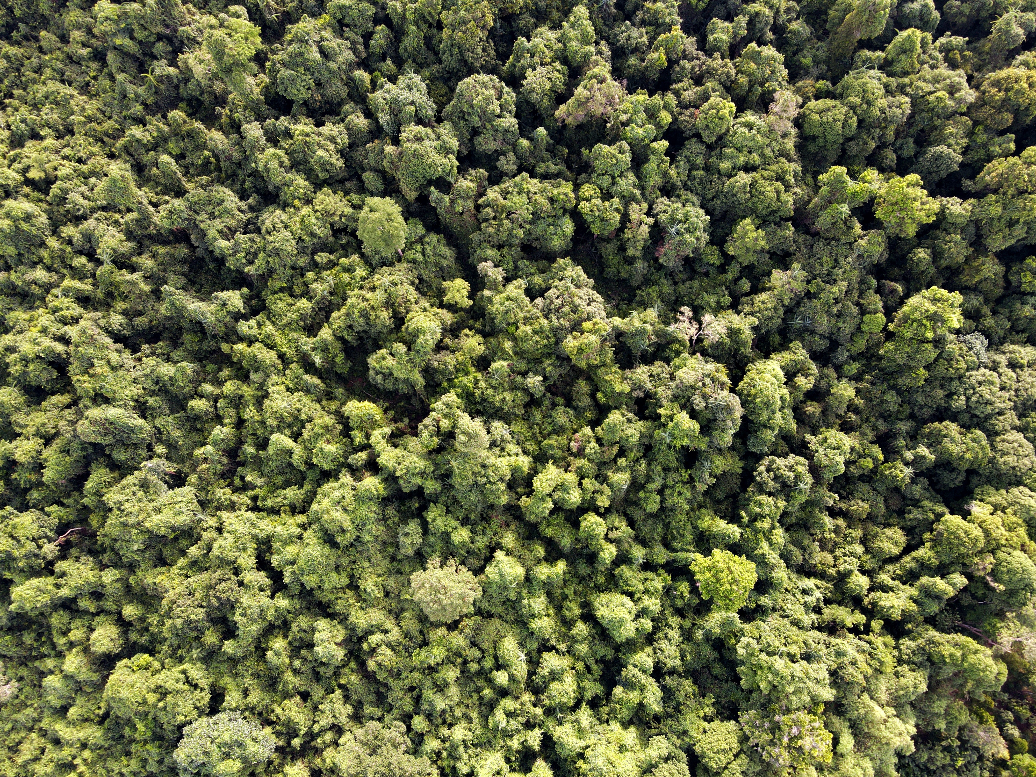 The Kajang’s forest on the island of Sulawesi, Indonesia