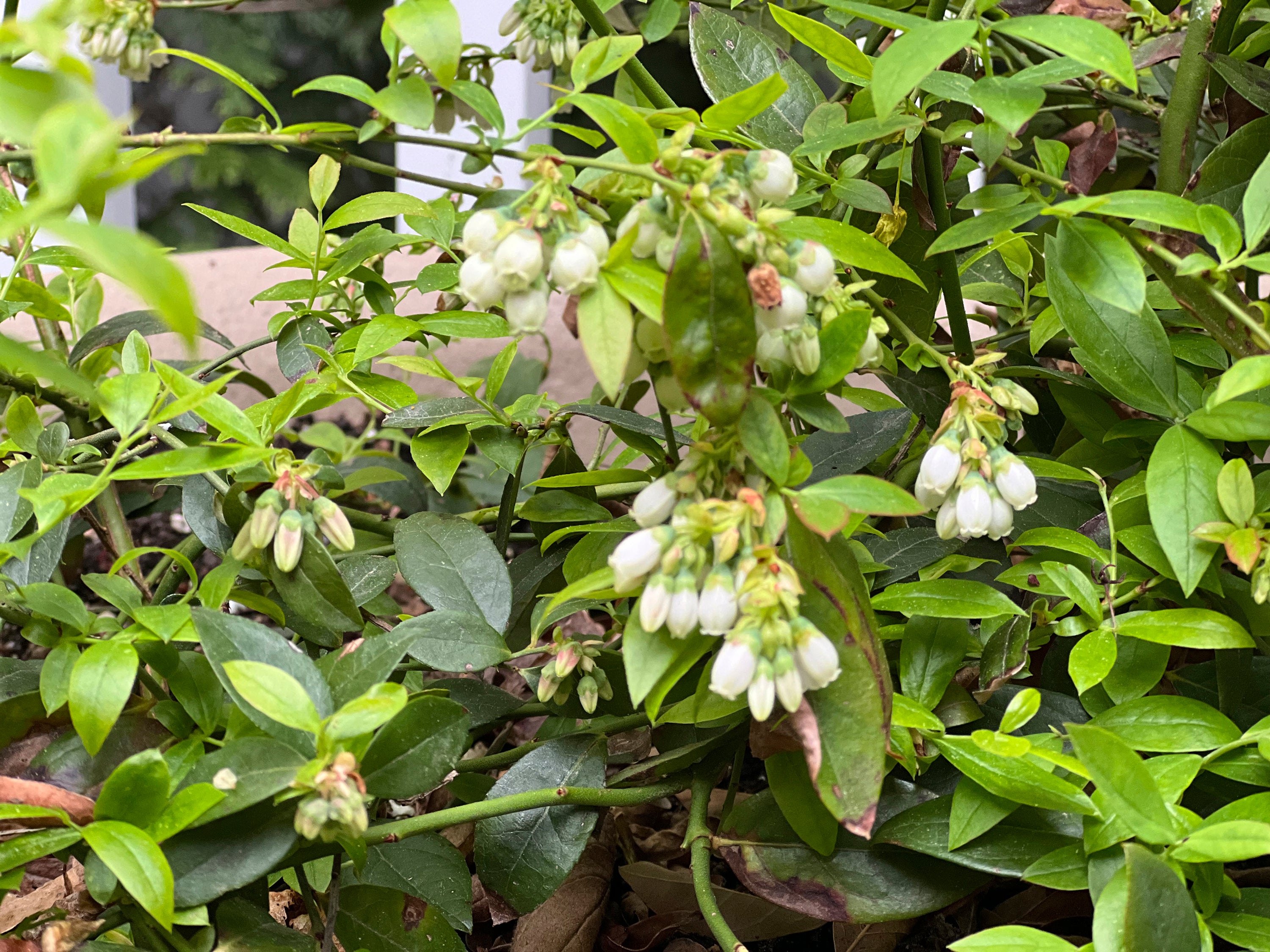 Gardening-pH Testing